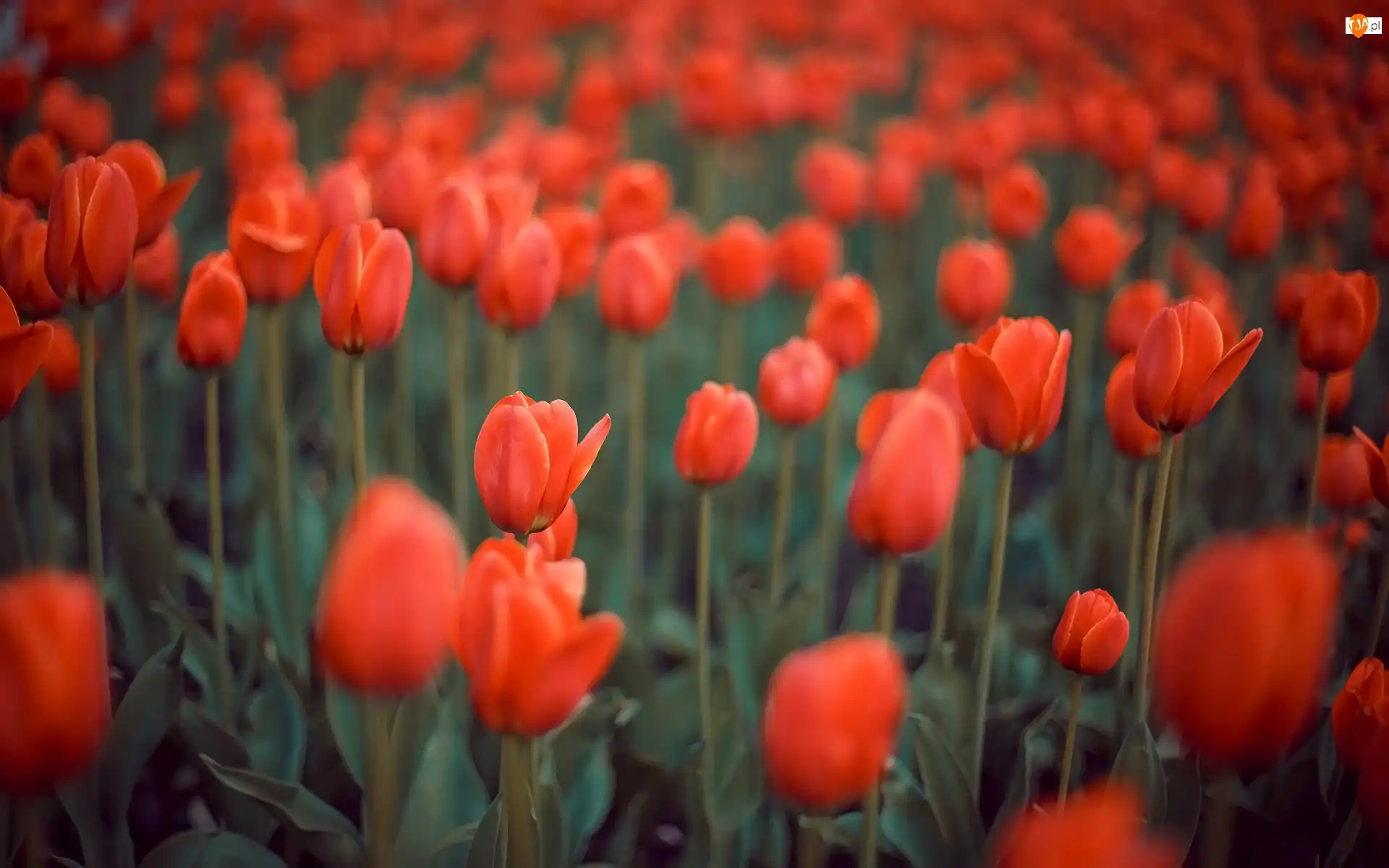 Rozmycie, Czerwone, Kwiaty, Tulipany
