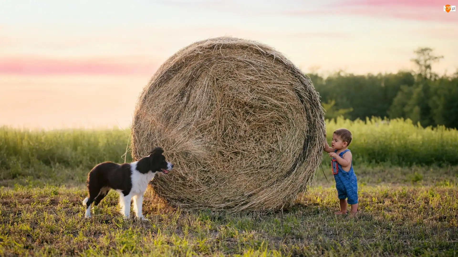 Border collie, Bela, Pies, Chłopiec, Siano