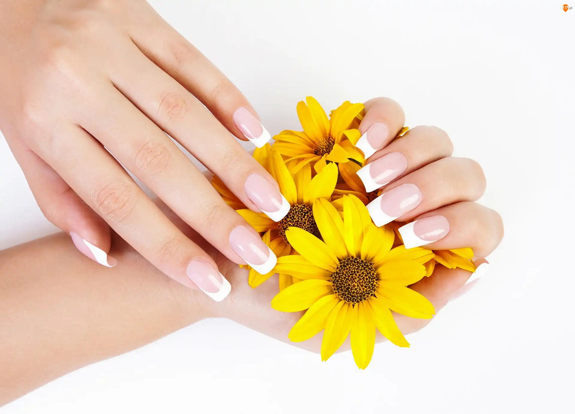 Manicure, Żółte, Chryzantemy, Ręce