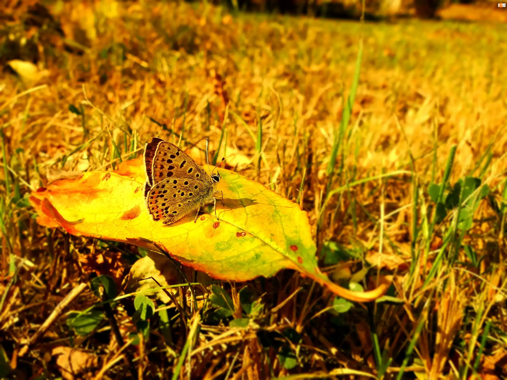 Jesień, Motyl, Czerwończyk uroczek, Liść