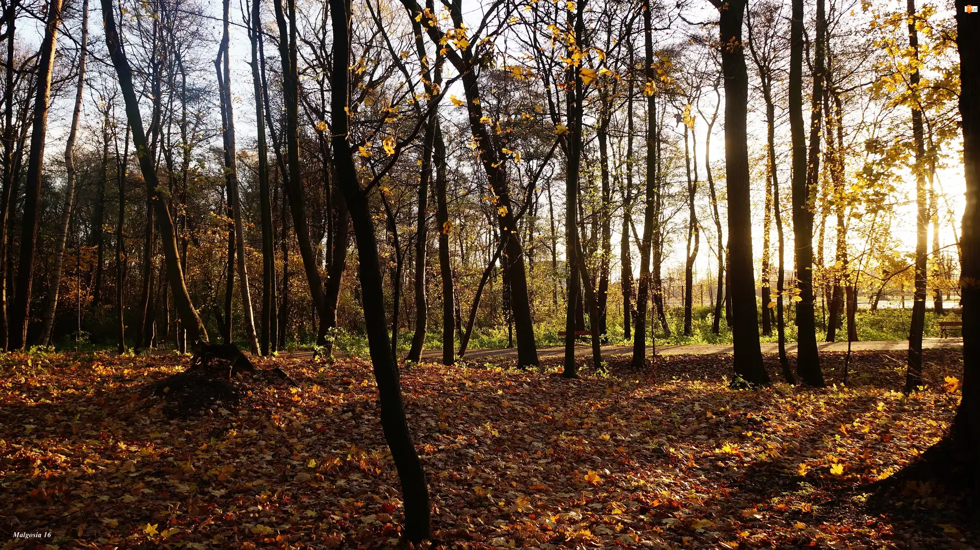 Przebijające Światło, Park, Drzewa, Jesień