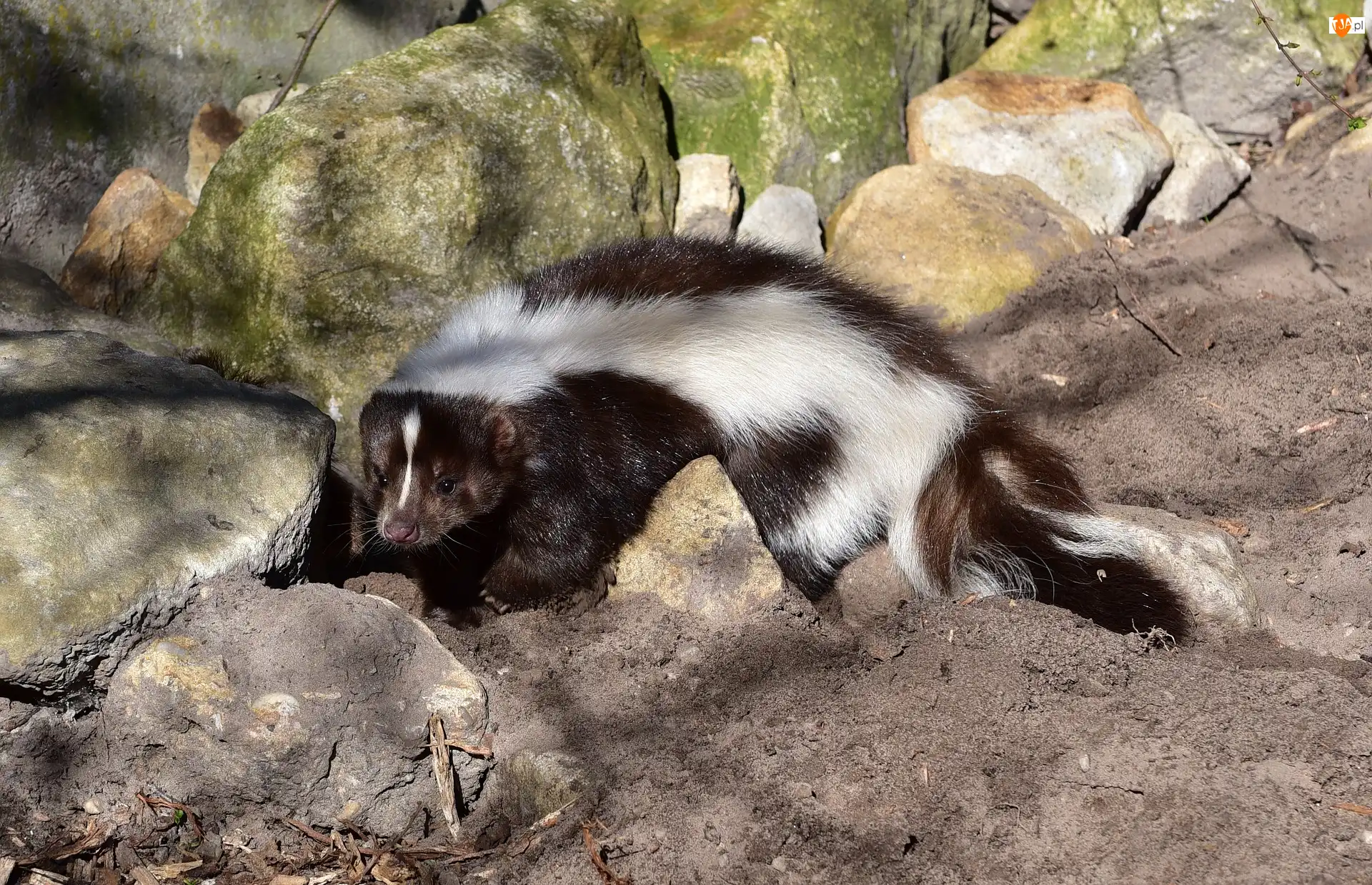 Kamienie, Skunks, Głazy