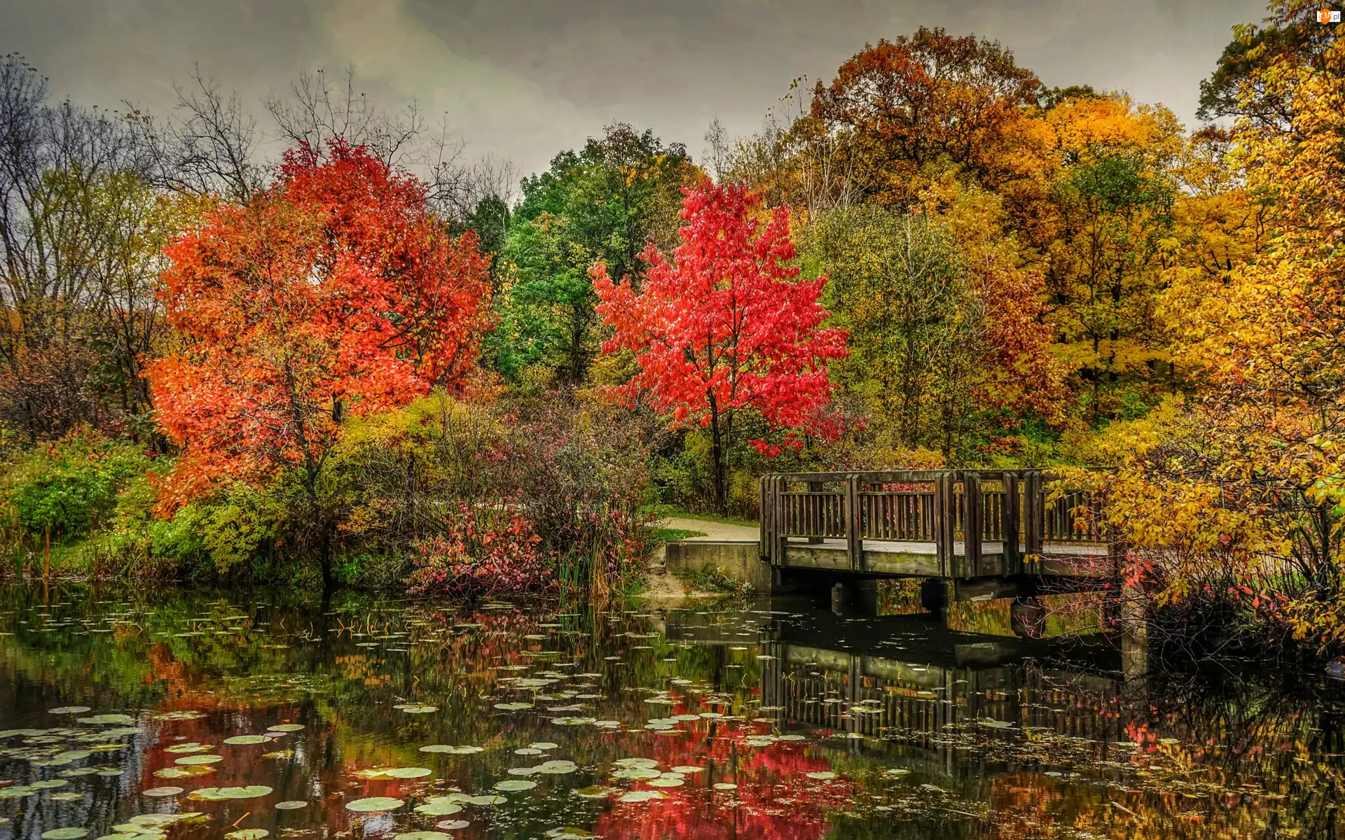 Staw, Liście, Park, Jesień, Drzewa