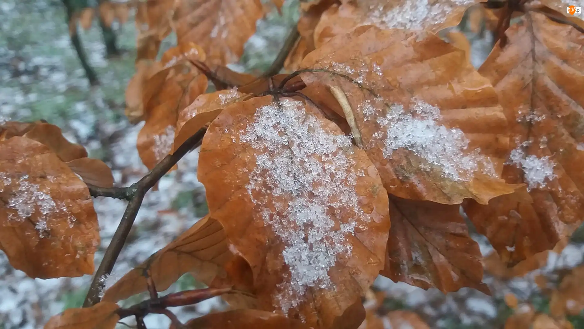 Śnieg, Liście, Pomarańczowe