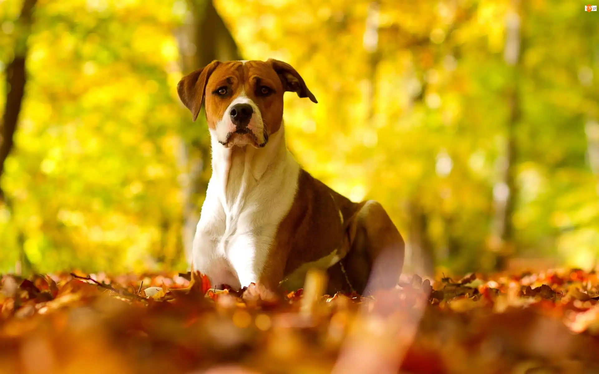 Liście, Pit Bull Terrier, Jesienne