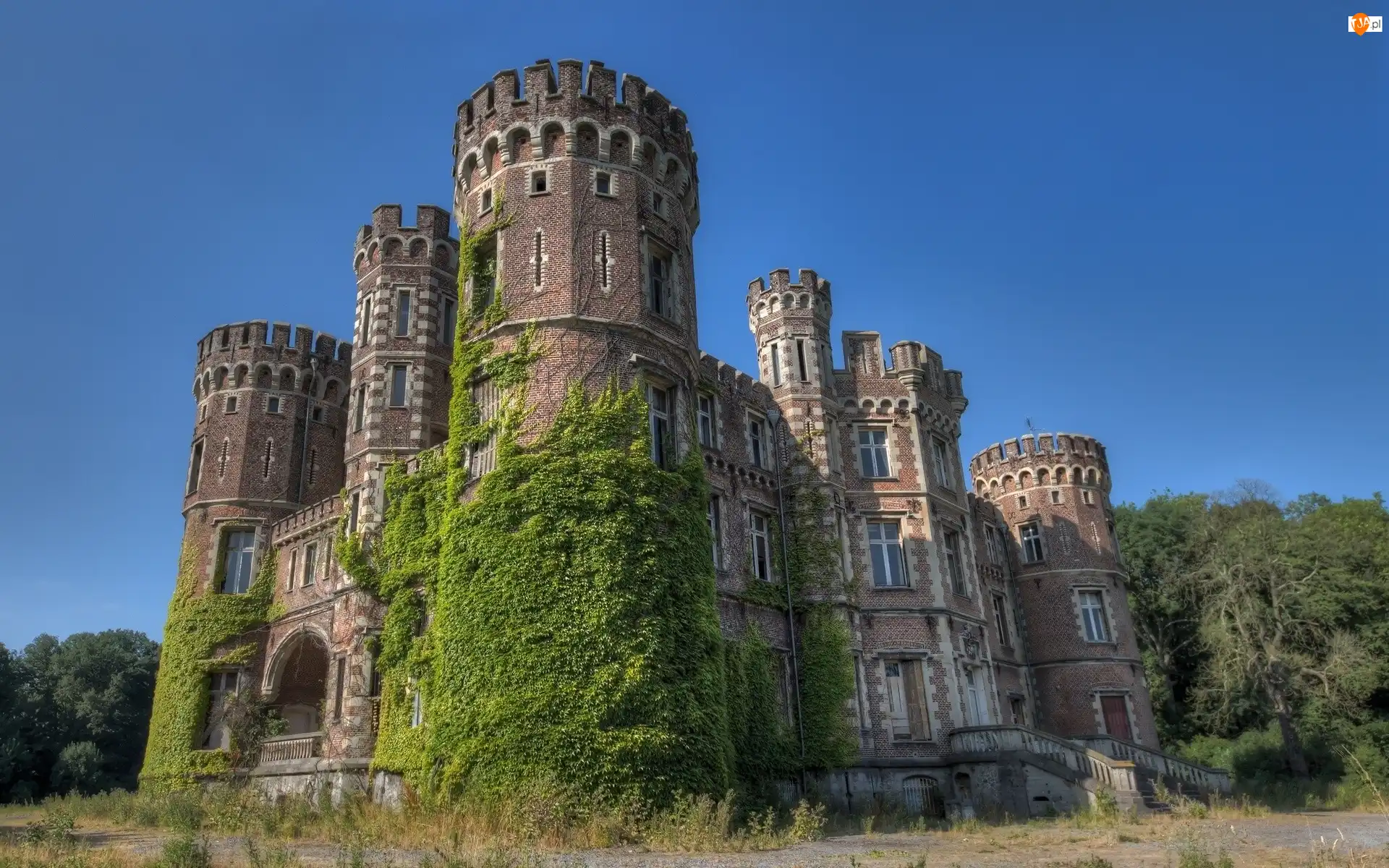 Winorośl, Chateau De La Foret, Belgia, Zamek