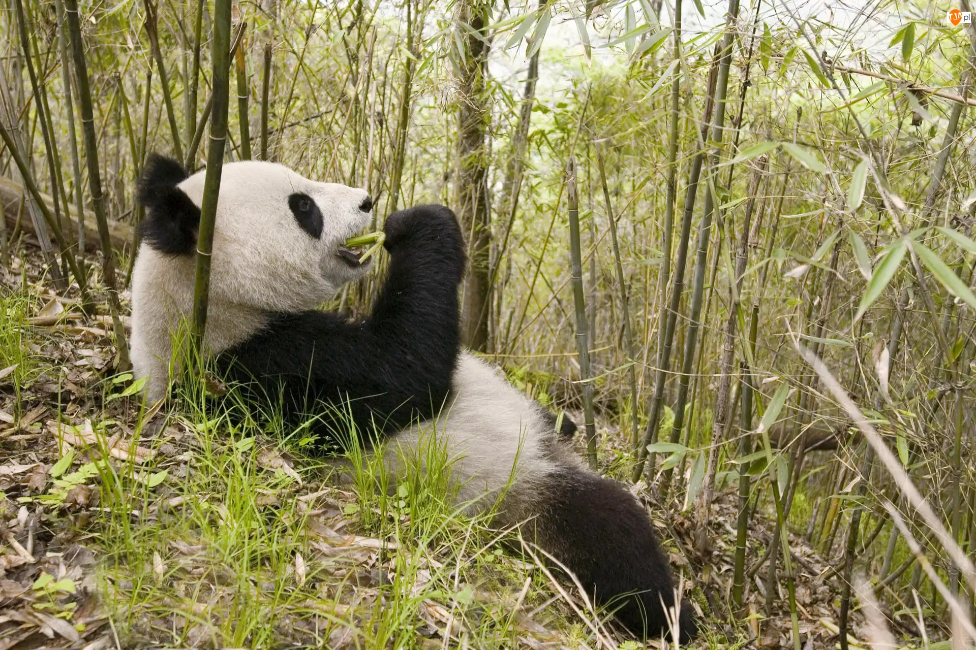 Posiłek, Panda