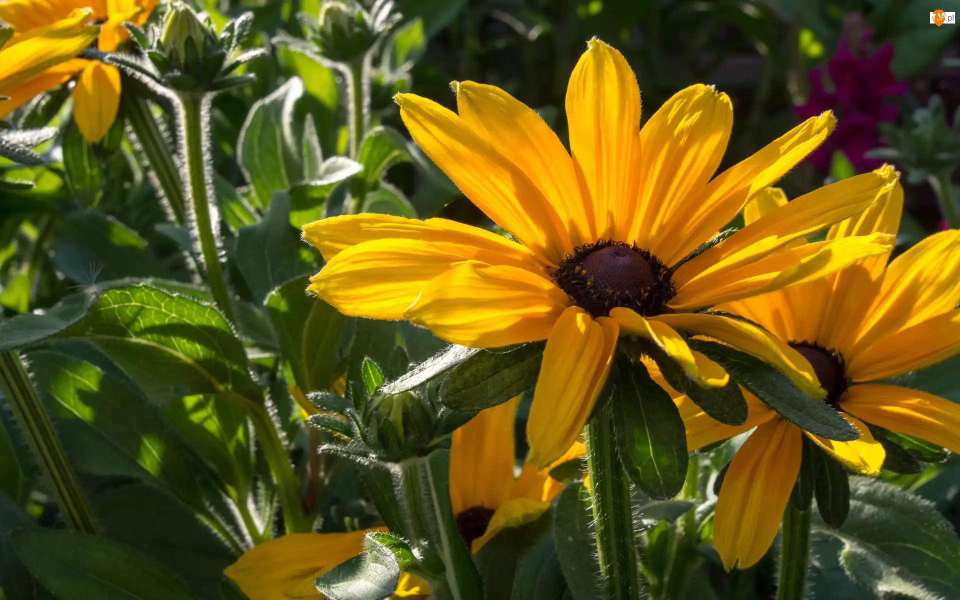 Kwitnące, Kwiaty, Żółte, Rudbekia