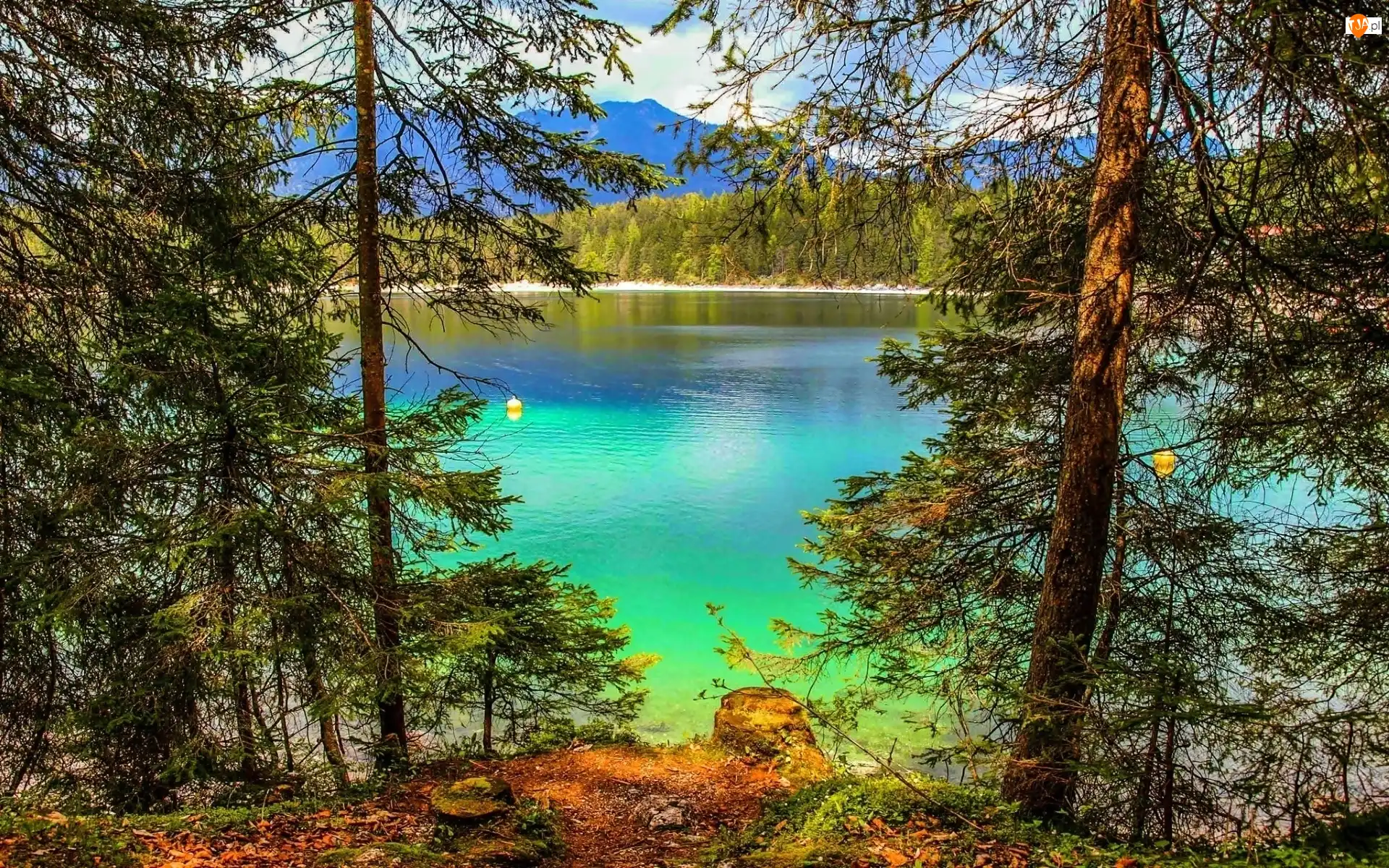 Jezioro, Turkusowe, Las, Niemcy, Eibsee, Bawaria