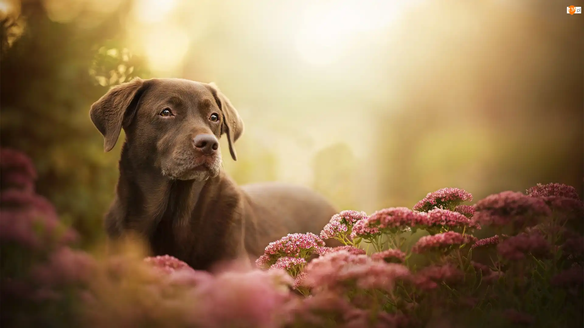 Kwiaty, Pies, Labrador retriever, Mordka