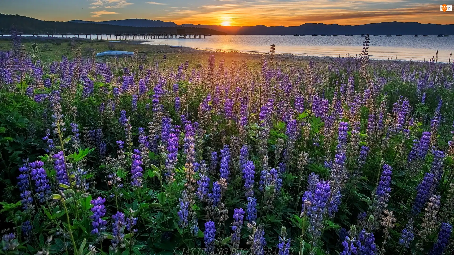 Kalifornia, Wschód słońca, Łubin, Stany Zjednoczone, Łąka, Tahoe Lake, Jezioro