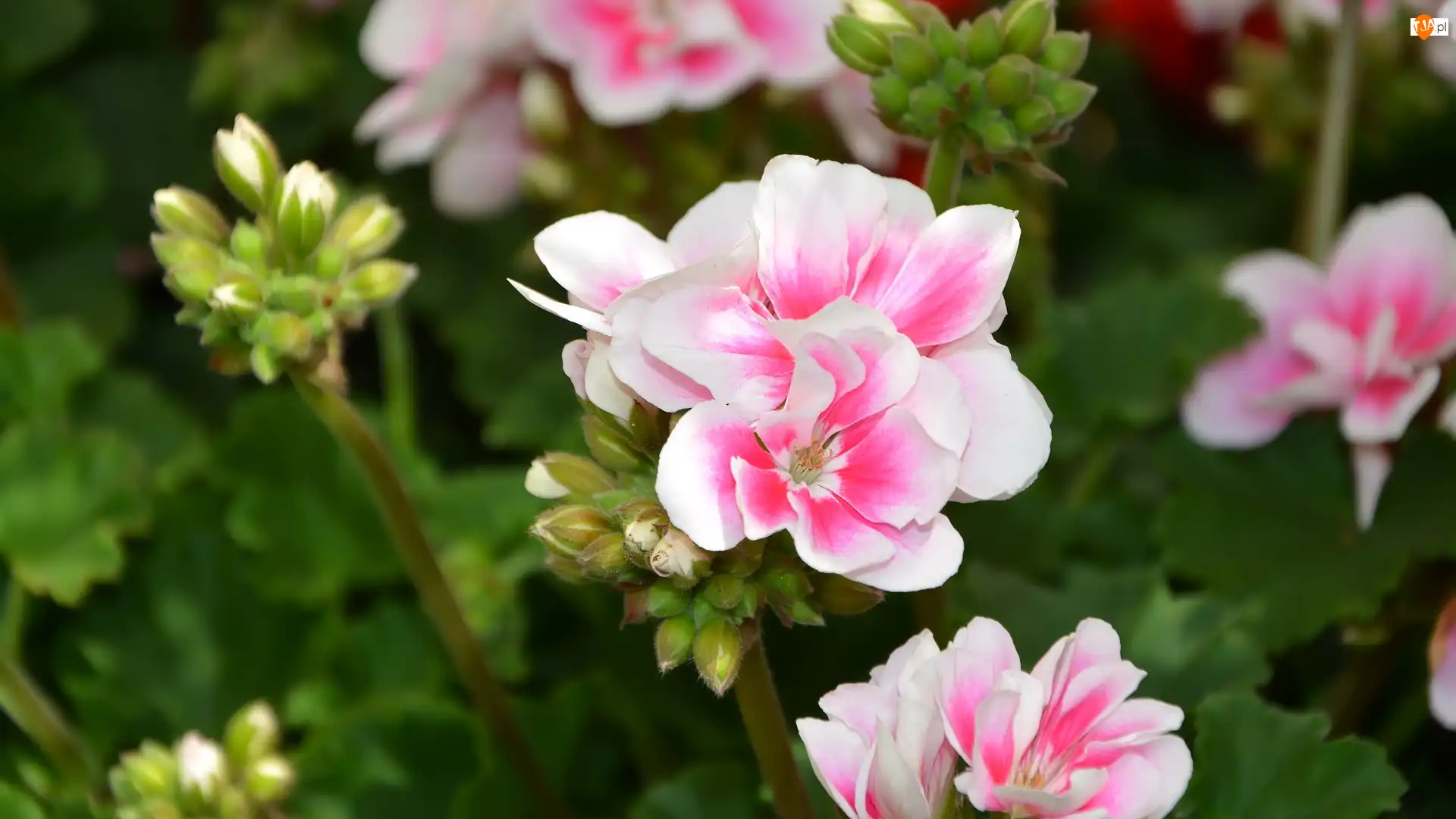 Pelargonie, Kwitnące, Różowe