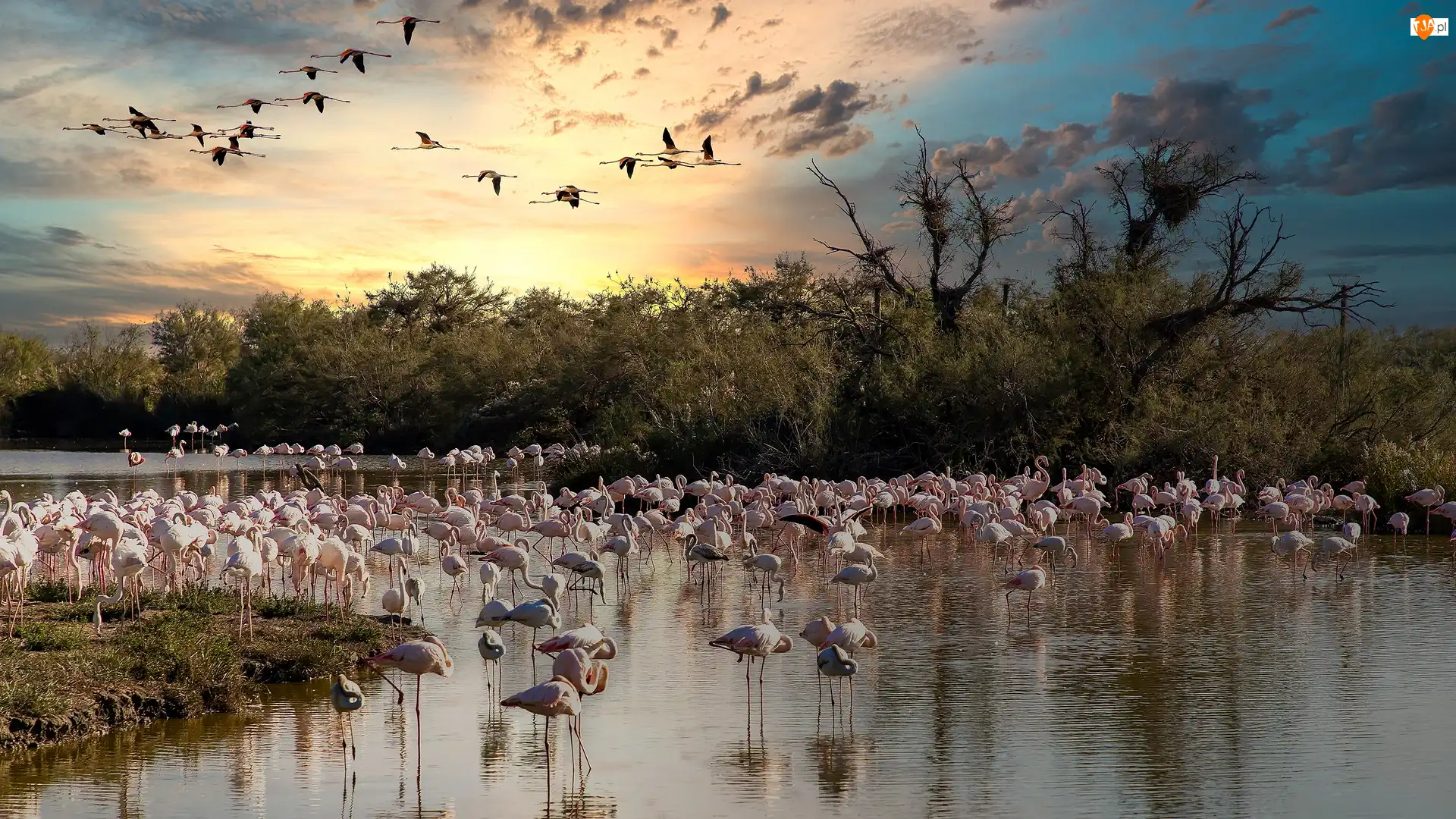 Drzewa, Park, Flamingi, Saintes Maries de la Mer, Parc Ornithologique du Pont de Gau, Jezioro, Francja, Ptaki