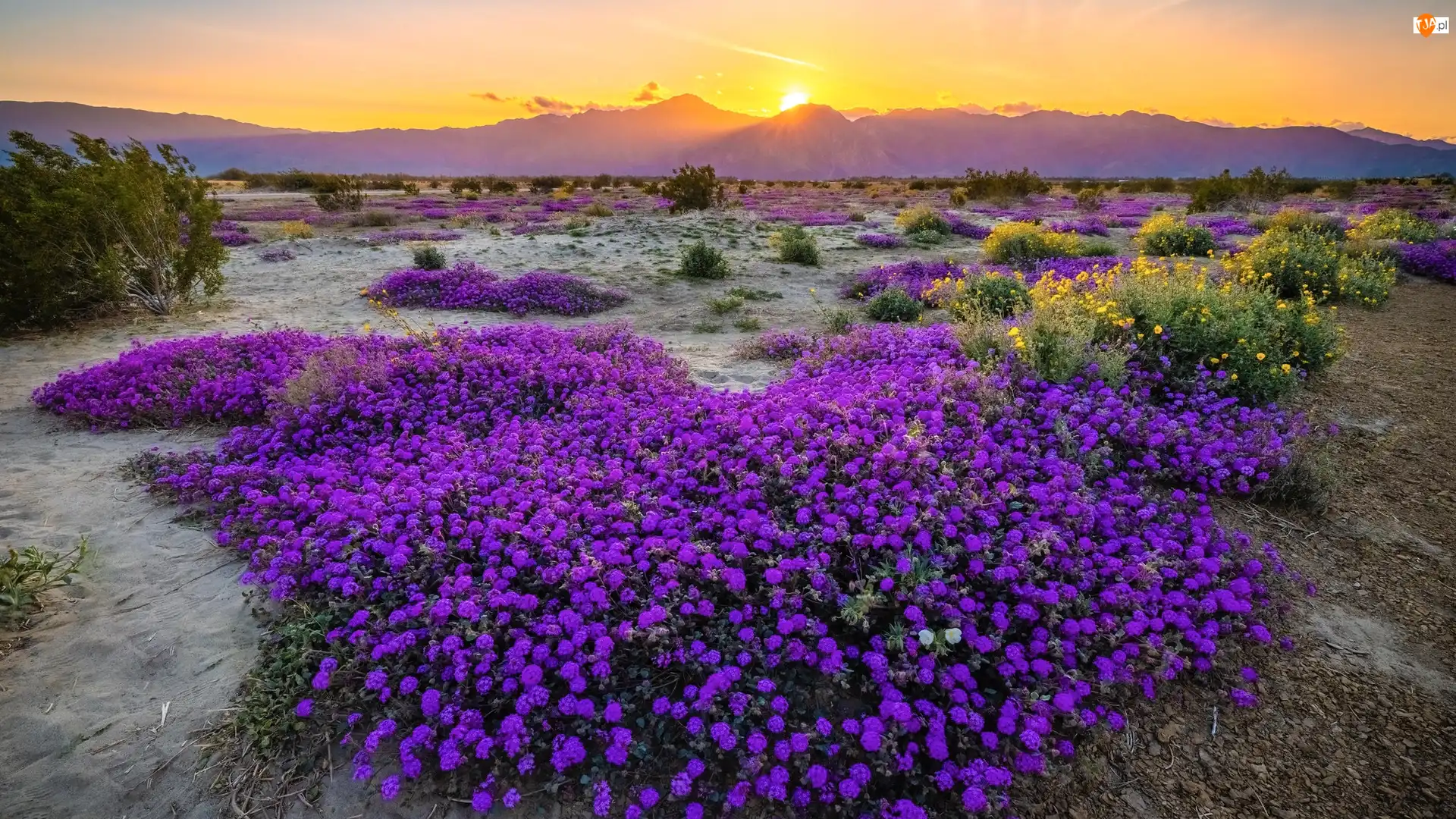 Kalifornia, Park stanowy Anza Borrego Desert, Krzewy, Stany Zjednoczone, Kwiaty, Zachód słońca, Góry