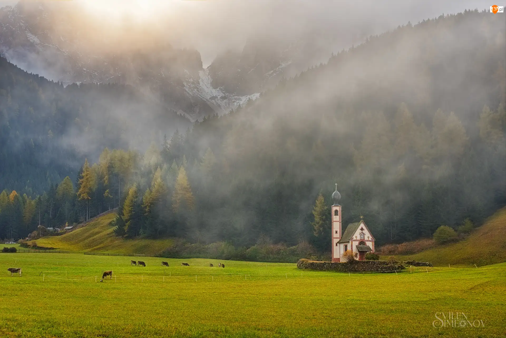 Włochy, Góry, Dolomity, Krowy, Kościół św. Jana, Dolina Val di Funes, Lasy, Wzgórza, Mgła, Prowincja Bolzano