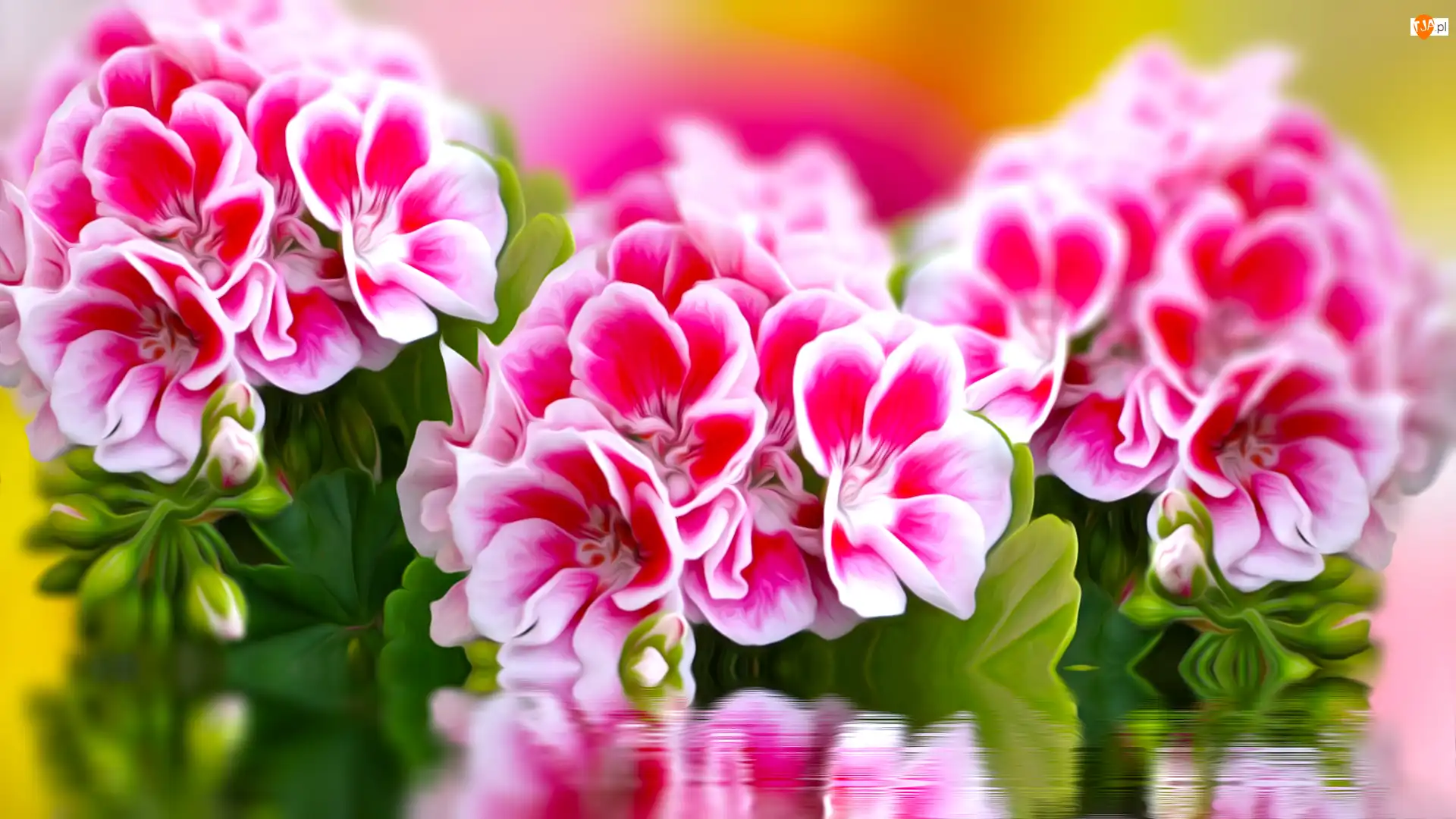 Biało-różowe, Kwiaty, Grafika, Odbicie, Pelargonie, Woda