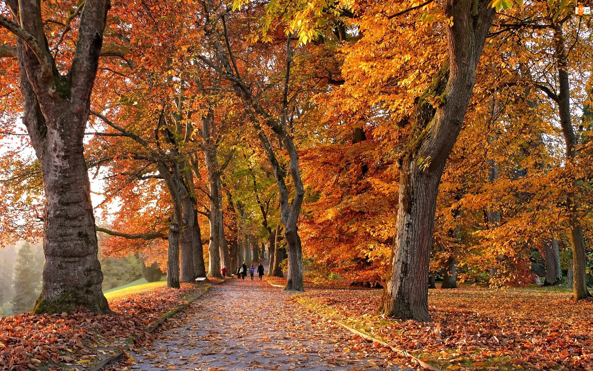 Park, Jesień, Drzewa, Liście, Aleja, Kolorowe