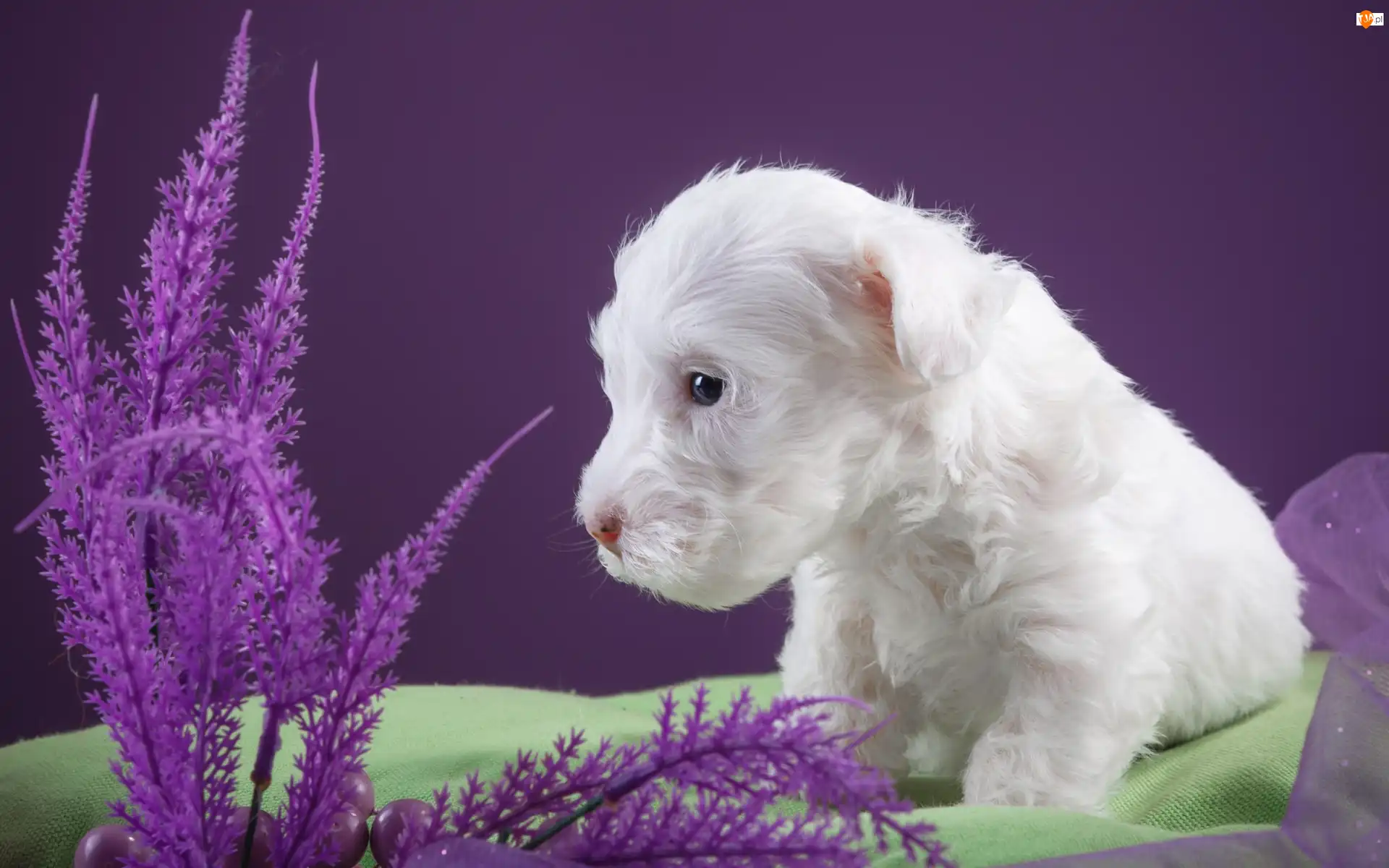 Szczeniaczek, Sealyham Terrier, Biały, Mały, Pies