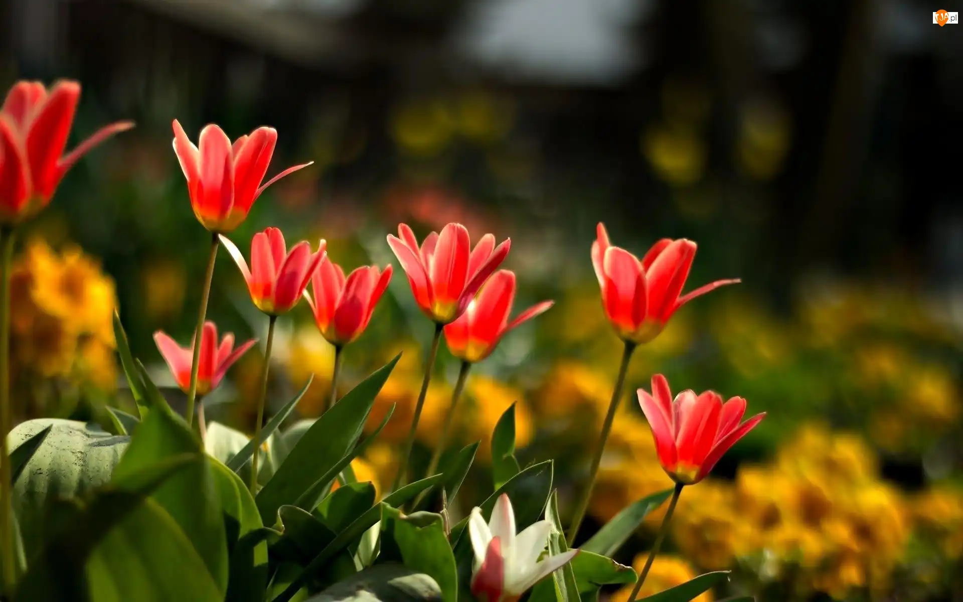 Tulipany, Kwiaty, Czerwone