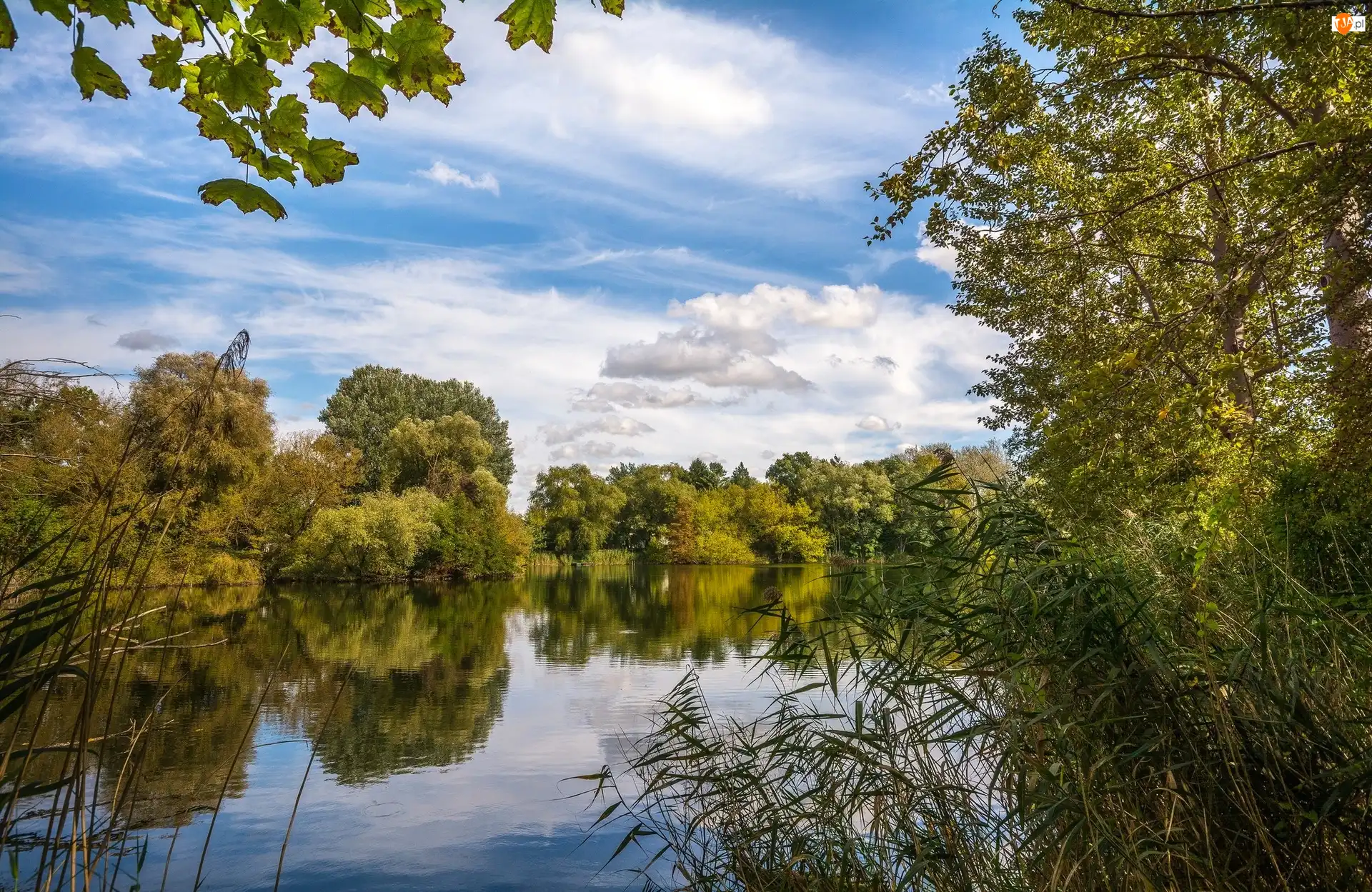 Rzeka, Trzciny, Hrabstwo North Yorkshire, Anglia, Drzewa