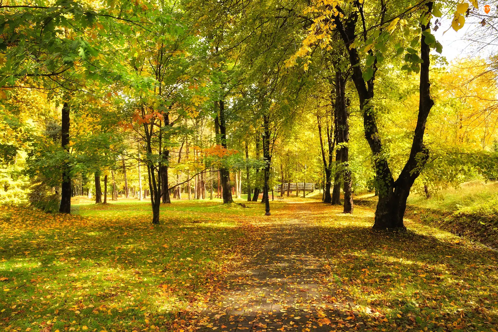 Park, Jesień, Mostek, Blask, Drzewa, Słoneczny