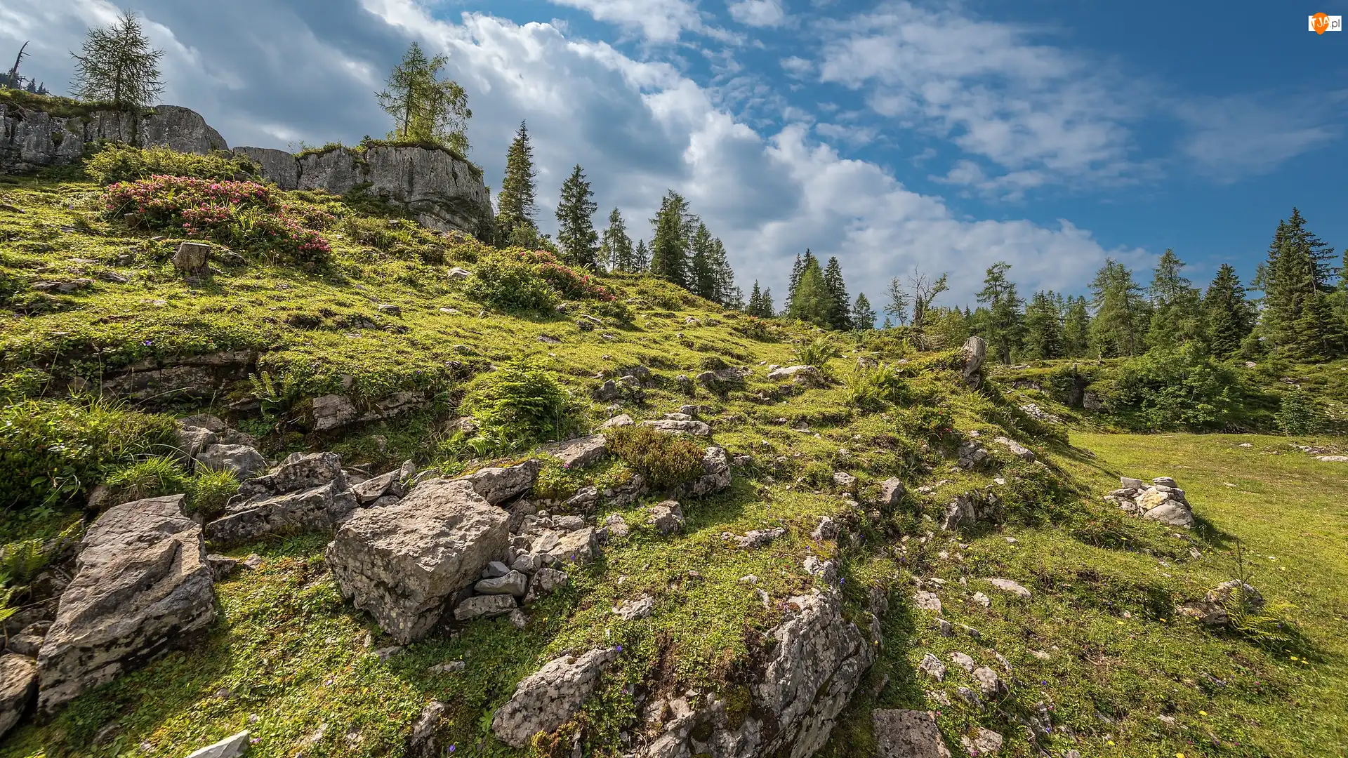 Wzgórze, Drzewa, Skały