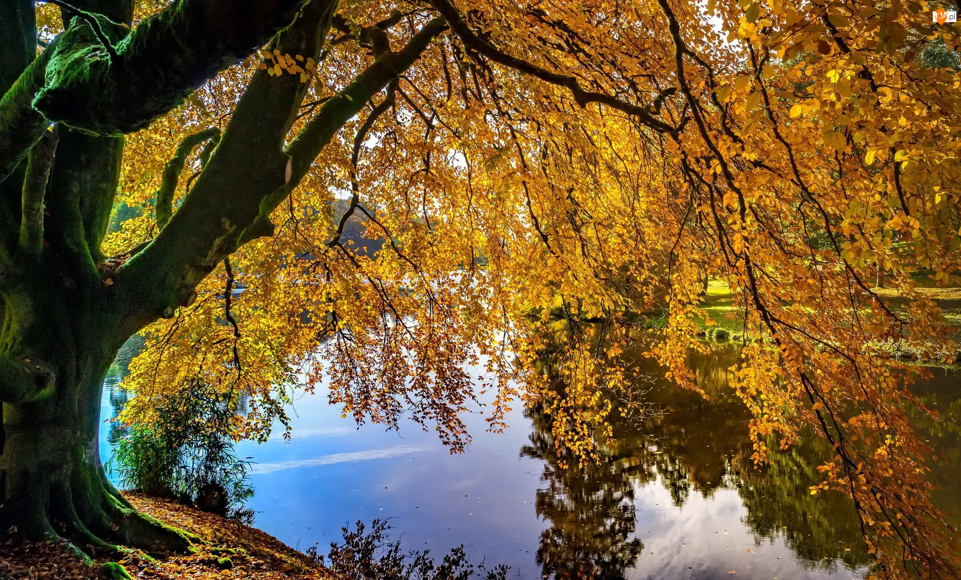 Hrabstwo Wiltshire, Posiadłość Stourhead, Gałęzie, Anglia, Drzewo, Jezioro, Jesień