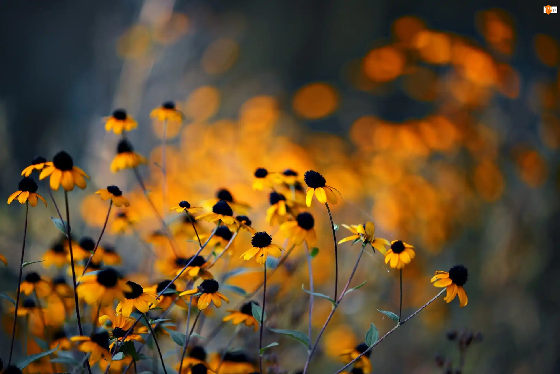 Blask, Żółte, Kwiaty, Rudbekia