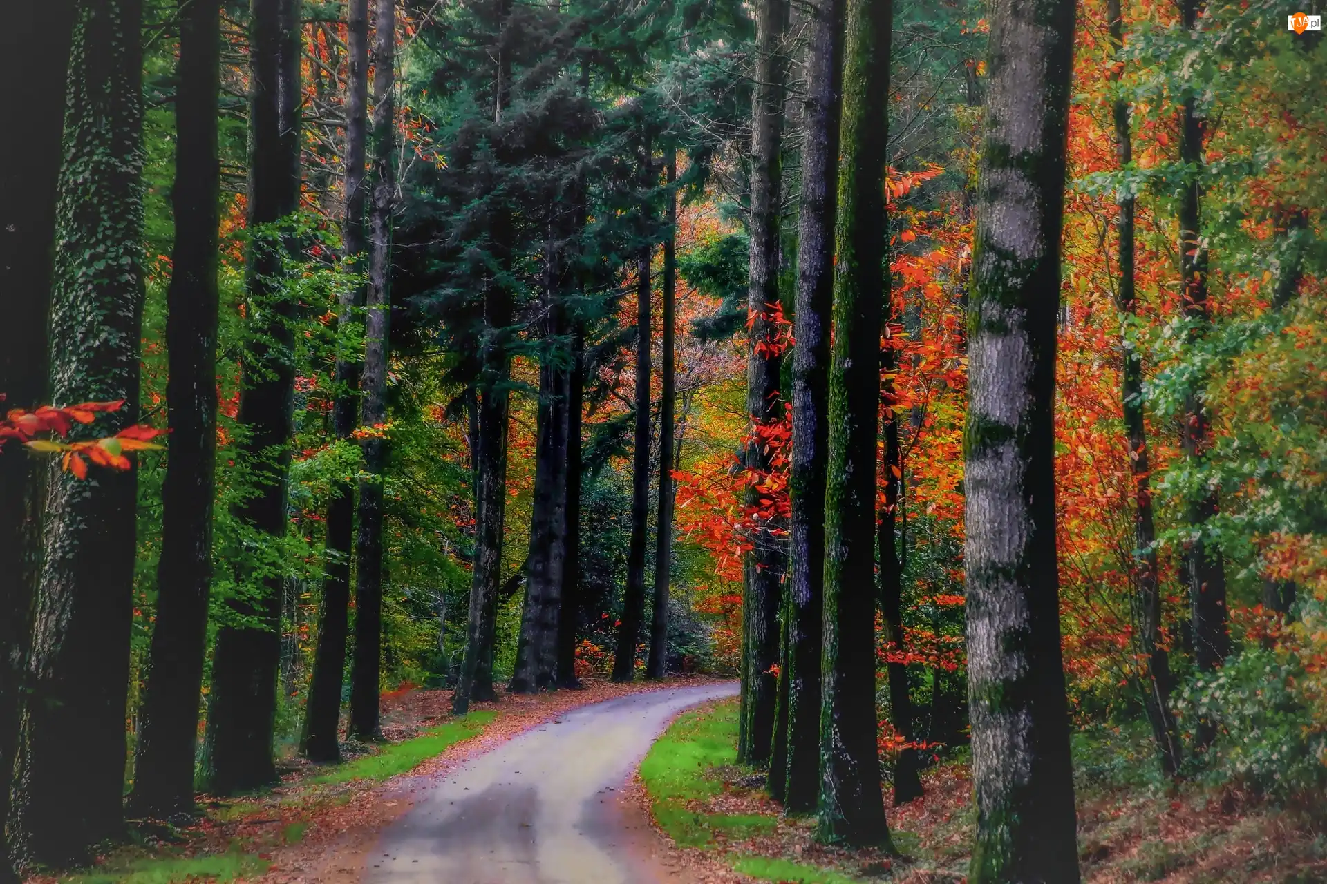 Droga, Jesień, Las