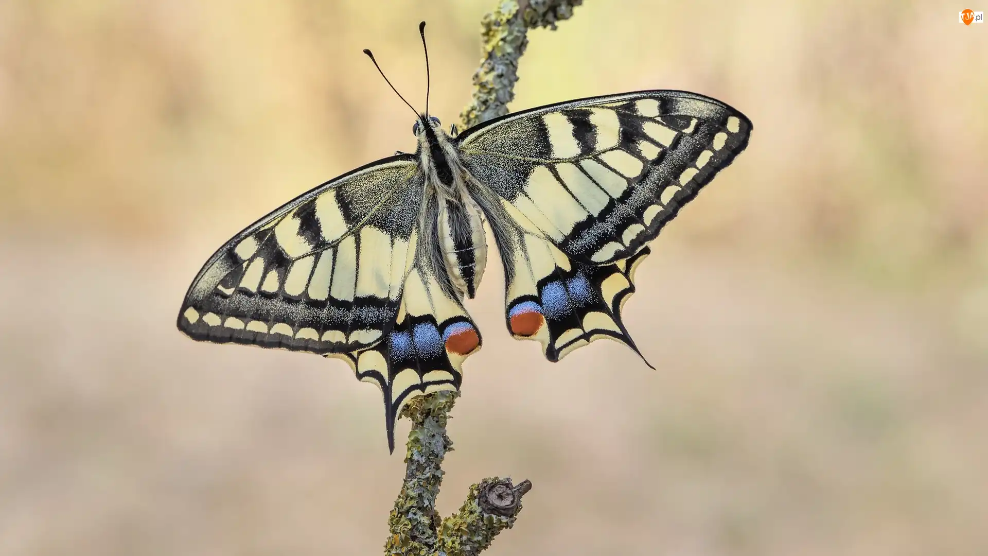Gałąź, Motyl, Paź królowej