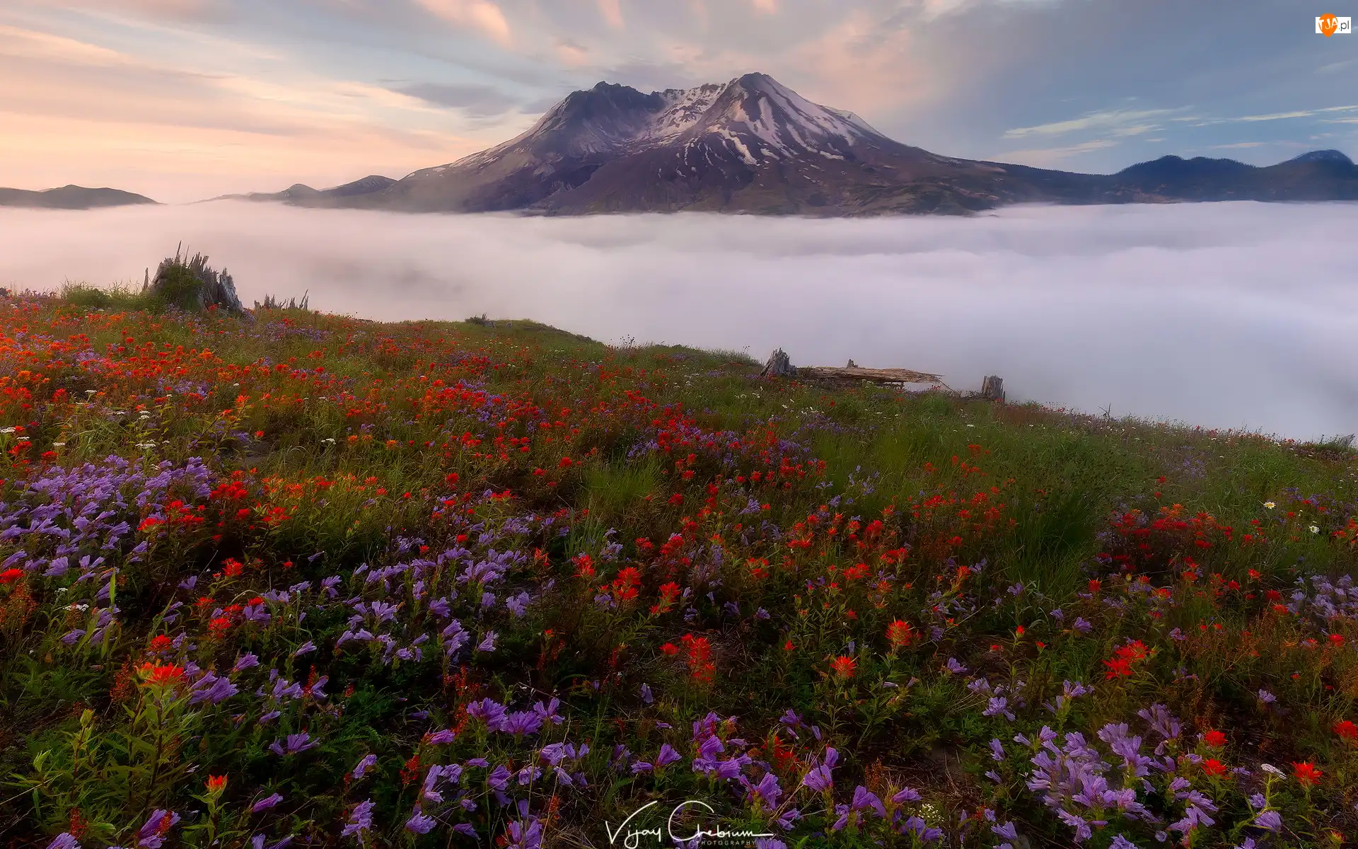 Stany Zjednoczone, Wulkan Mount St. Helens, Stan Waszyngton, Góry, Mgła, Łąka, Kwiaty, Góry Kaskadowe, Castilleja