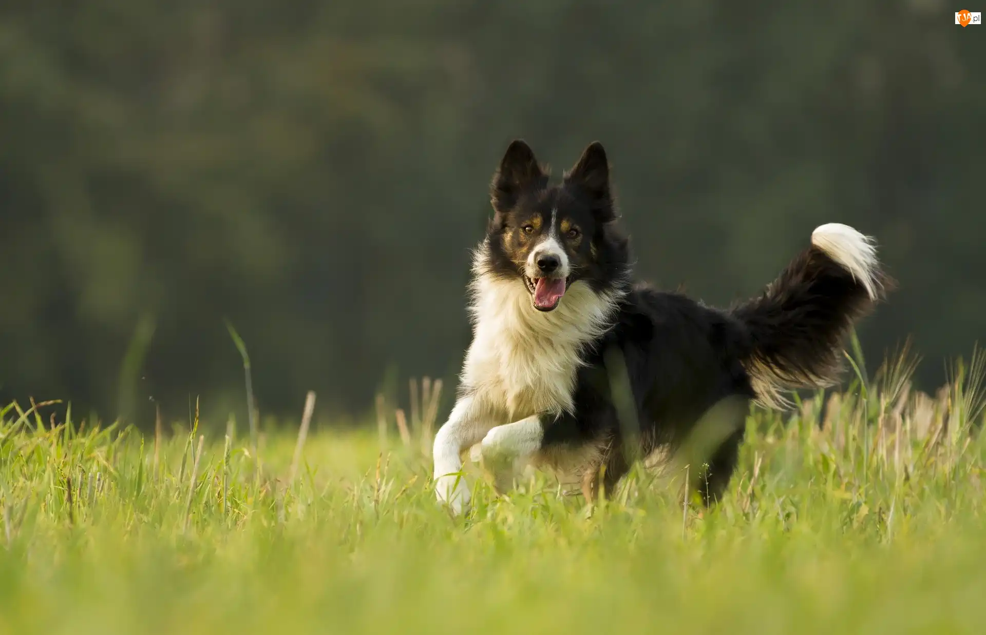 Border collie, Trawa, Czarno-biały, Pies, Bieg