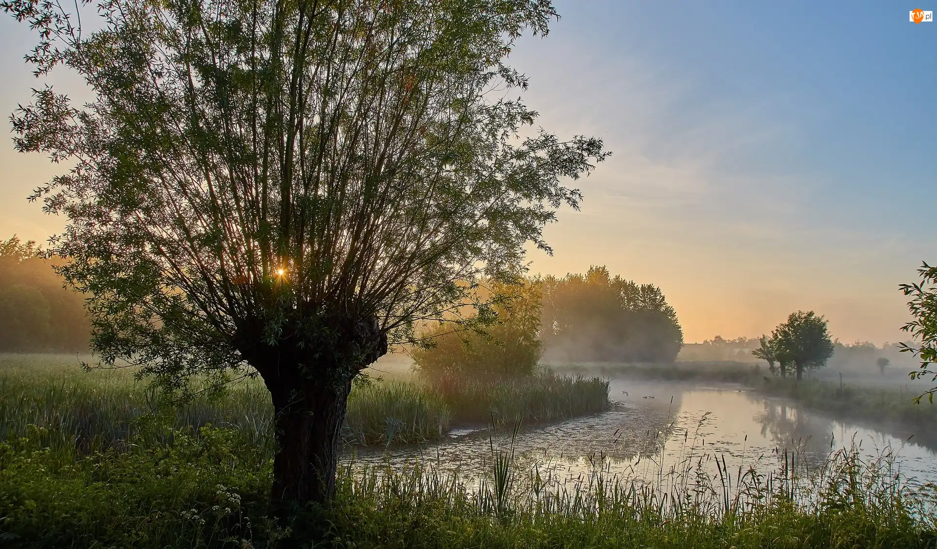 Trawa, Wschód słońca, Drzewo, Rzeka, Mgła