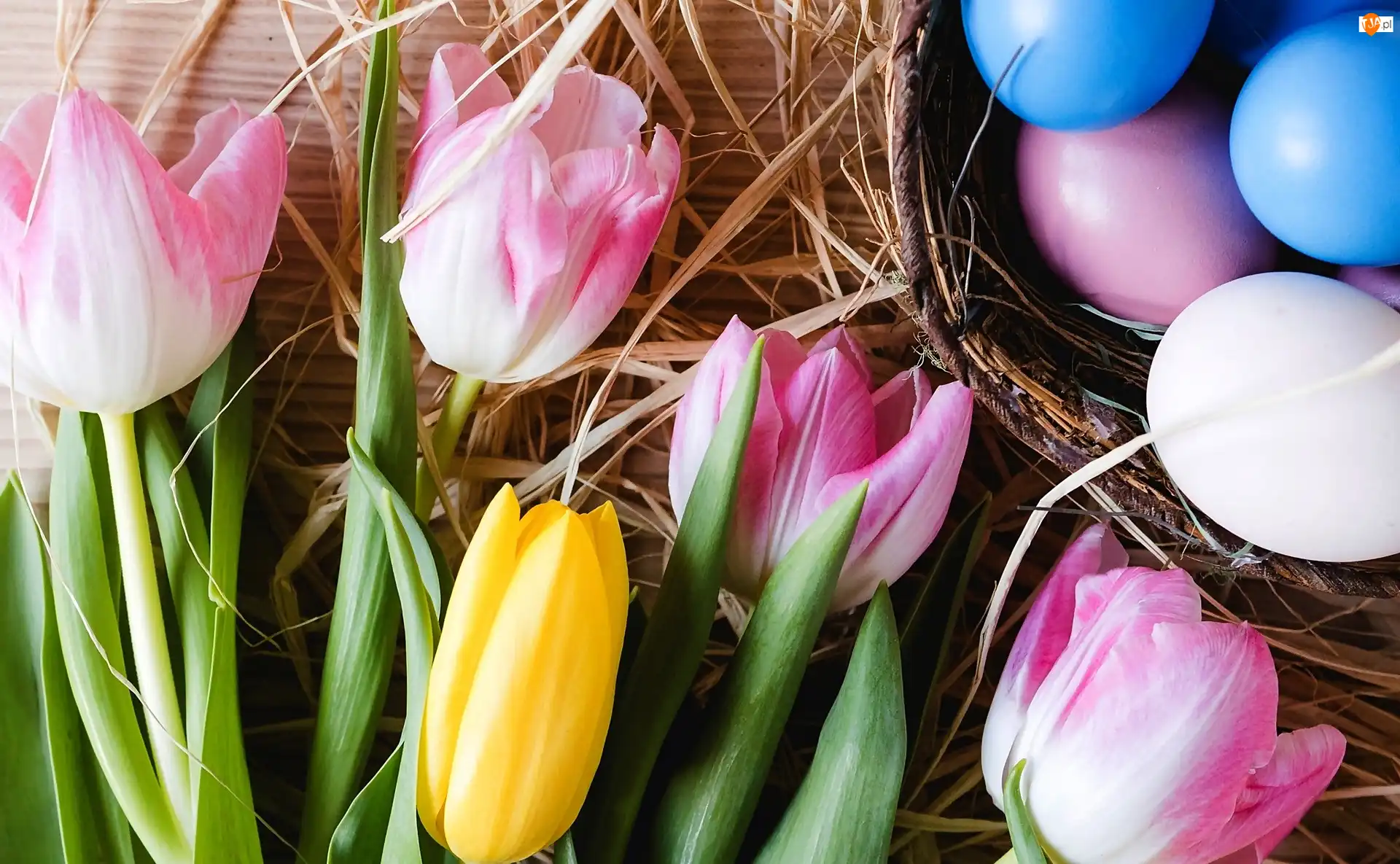 Tulipany, Wielkanoc, Żółte, Różowe, Pisanki