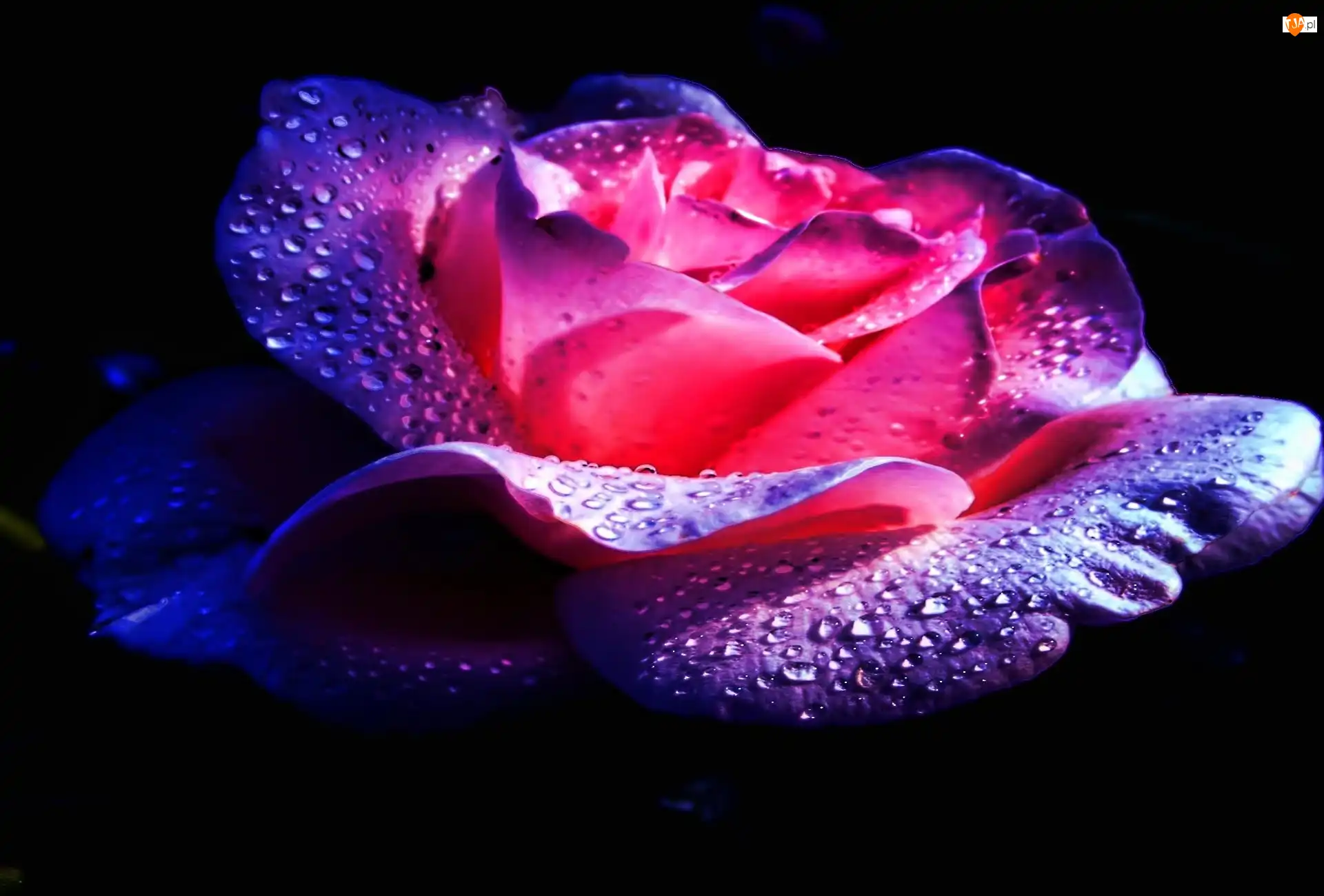 Rosa, Róża, Płatki