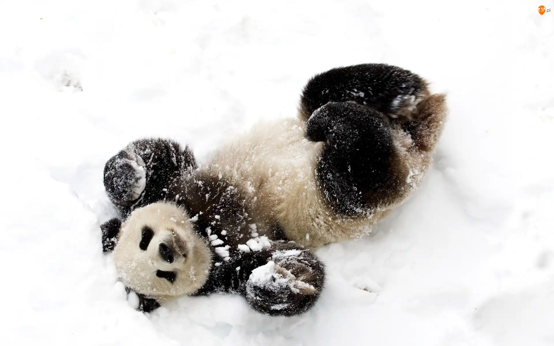 Zima, Miś, Panda, Śnieg