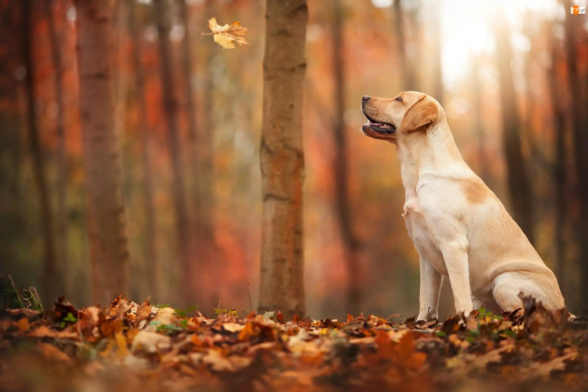 Jesień, Liście L, Labrador, Pies, Las