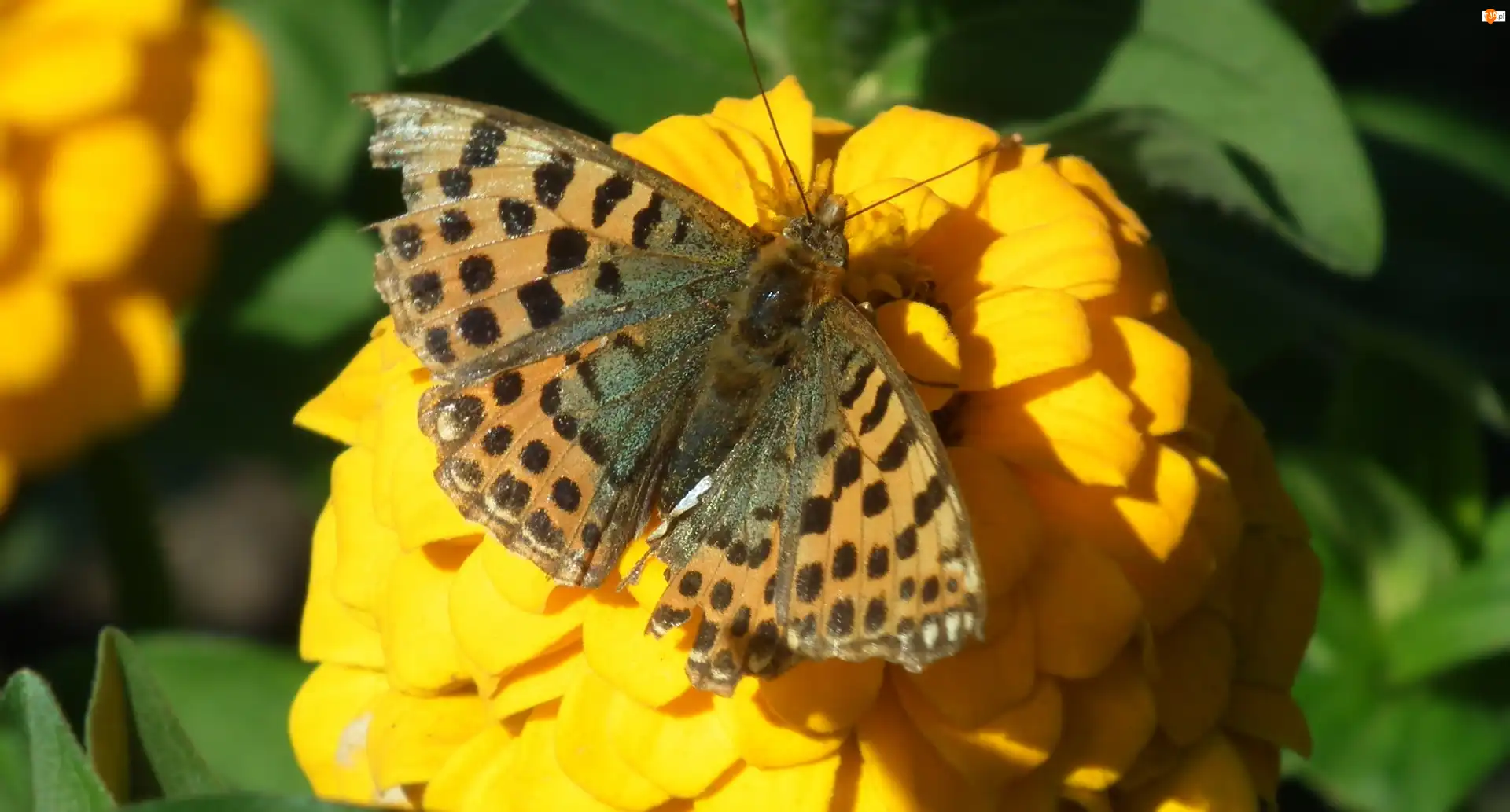 Kwiat, Żółta, Perłowiec malinowiec, Motyl, Cynia