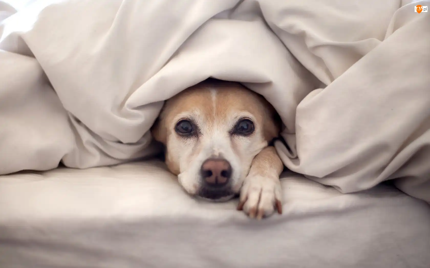 Pościel, Pies, Łapka