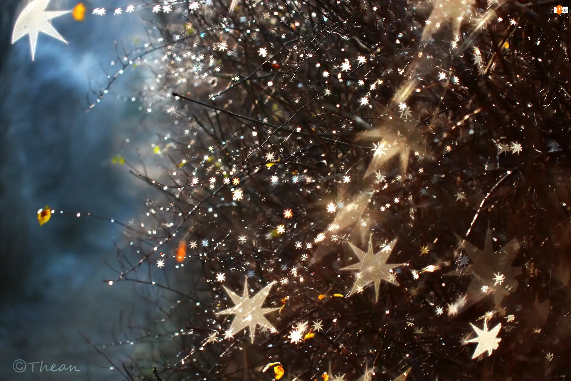 Gwiazdki, Gałązki, Bokeh