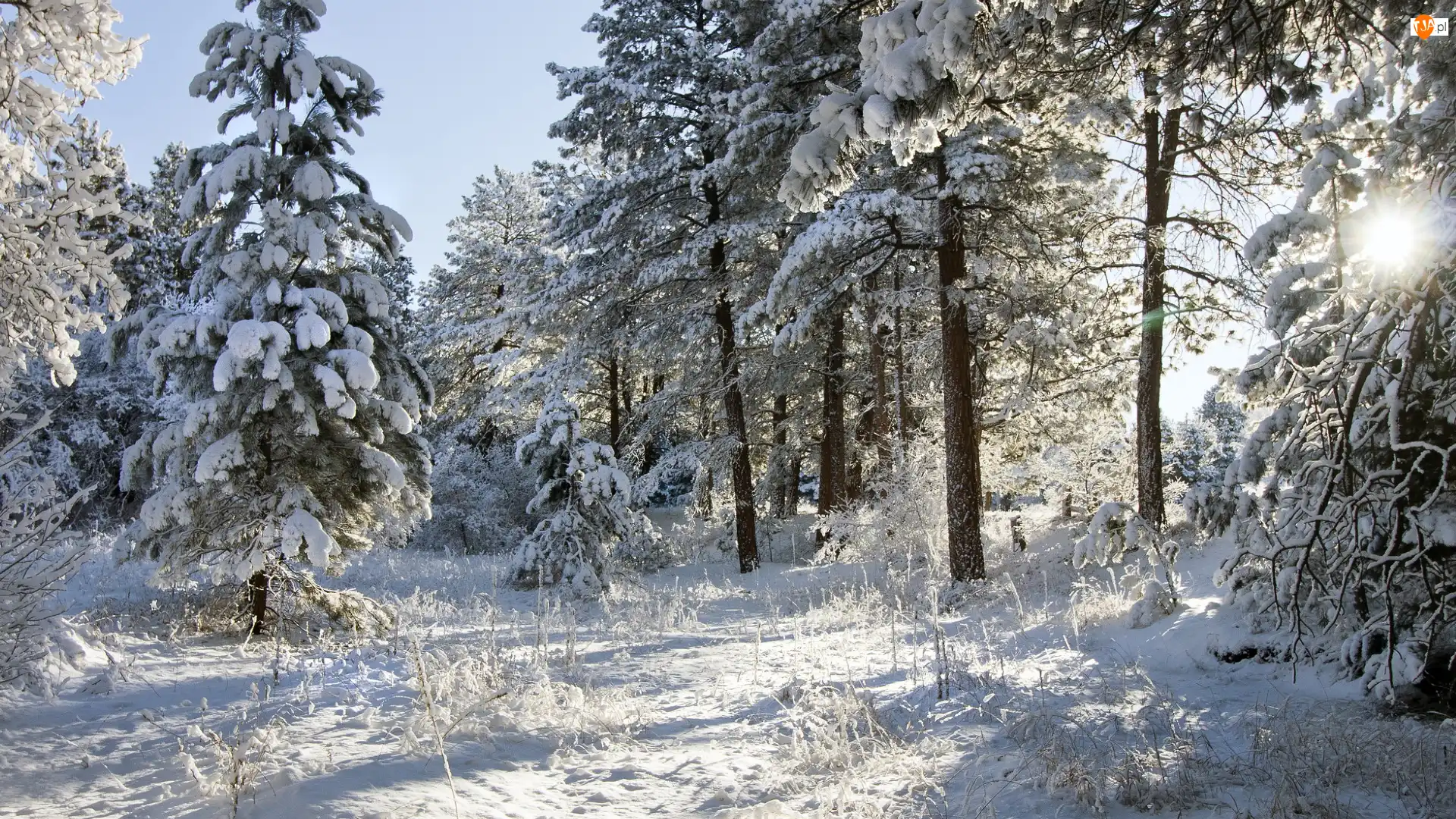 Śnieg, Zima, Ośnieżone, Słońce, Las, Drzewa