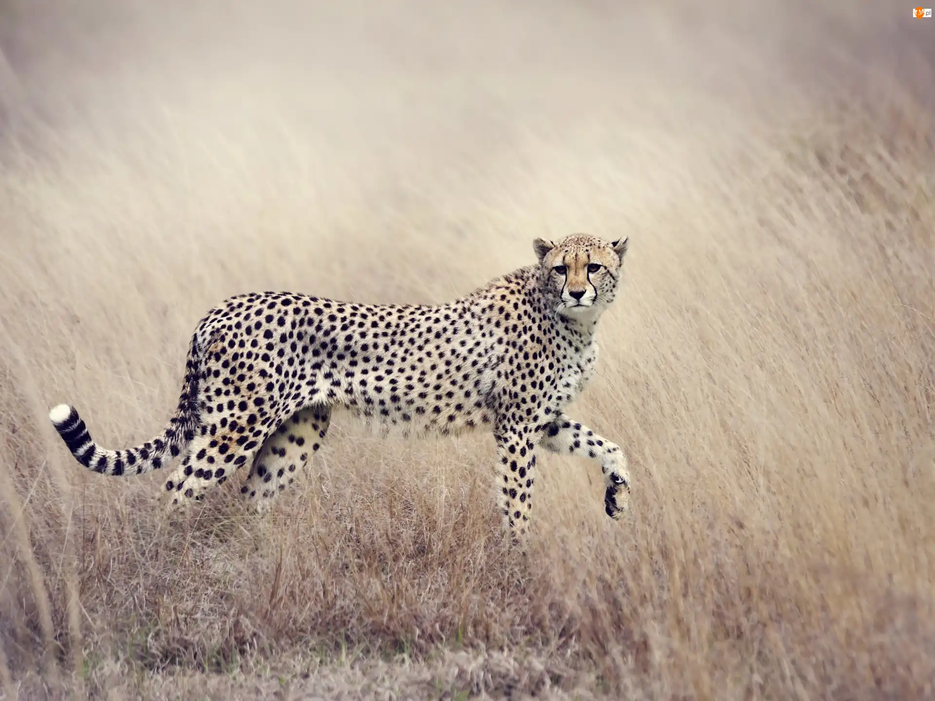 Trawa, Obserwujący, Gepard