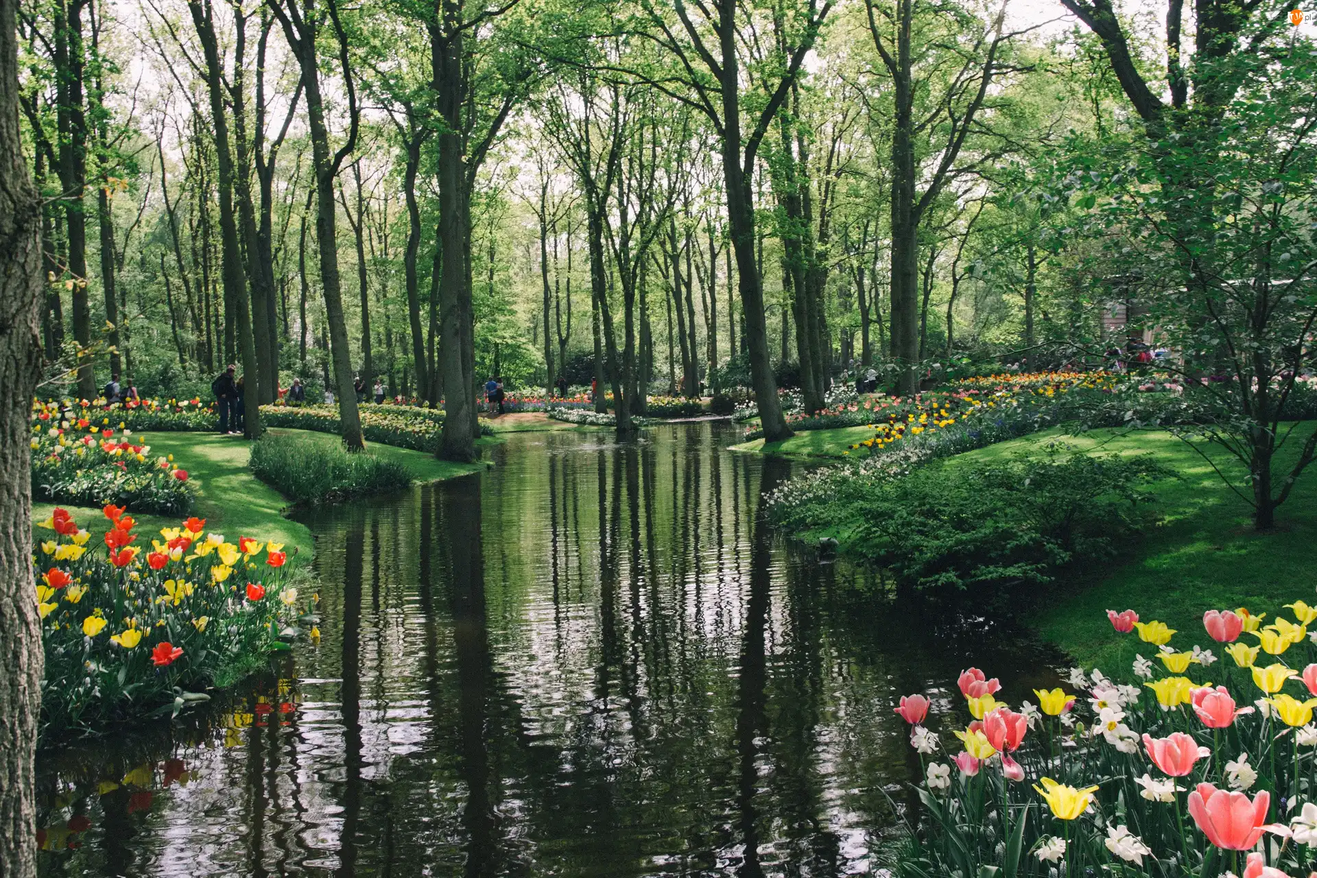 Tulipany, Ludzie, Rzeka, Park, Drzewa
