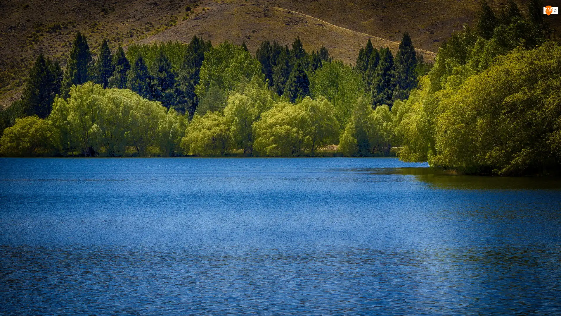 Twizel, Staw, Las, Region Canterbury, Kelland Ponds, Drzewa, Nowa Zelandia, Zielony