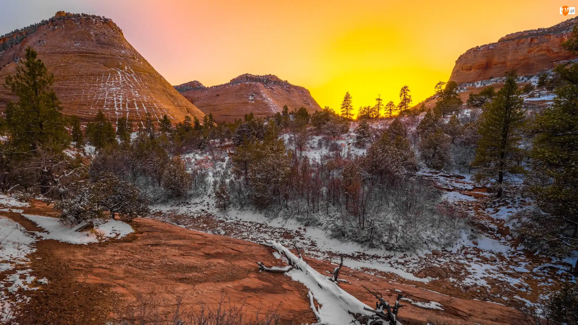 Drzewa, Park Narodowy Zion, Zima, Góra, Stan Utah, Śnieg, Checkerboard Mesa, Stany Zjednoczone