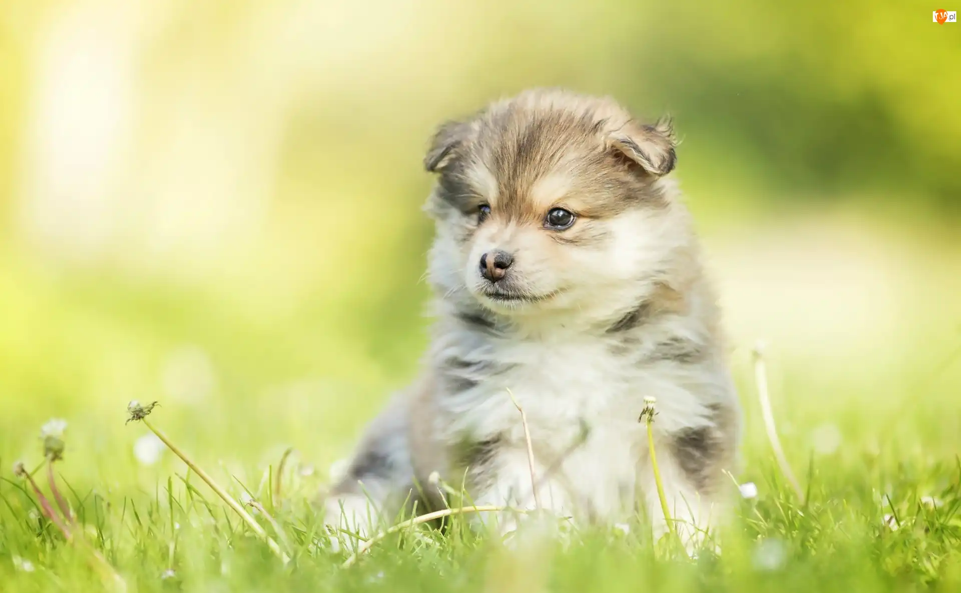 Rozmyte tło, Szczeniak, Fiński lapphund, Trawa