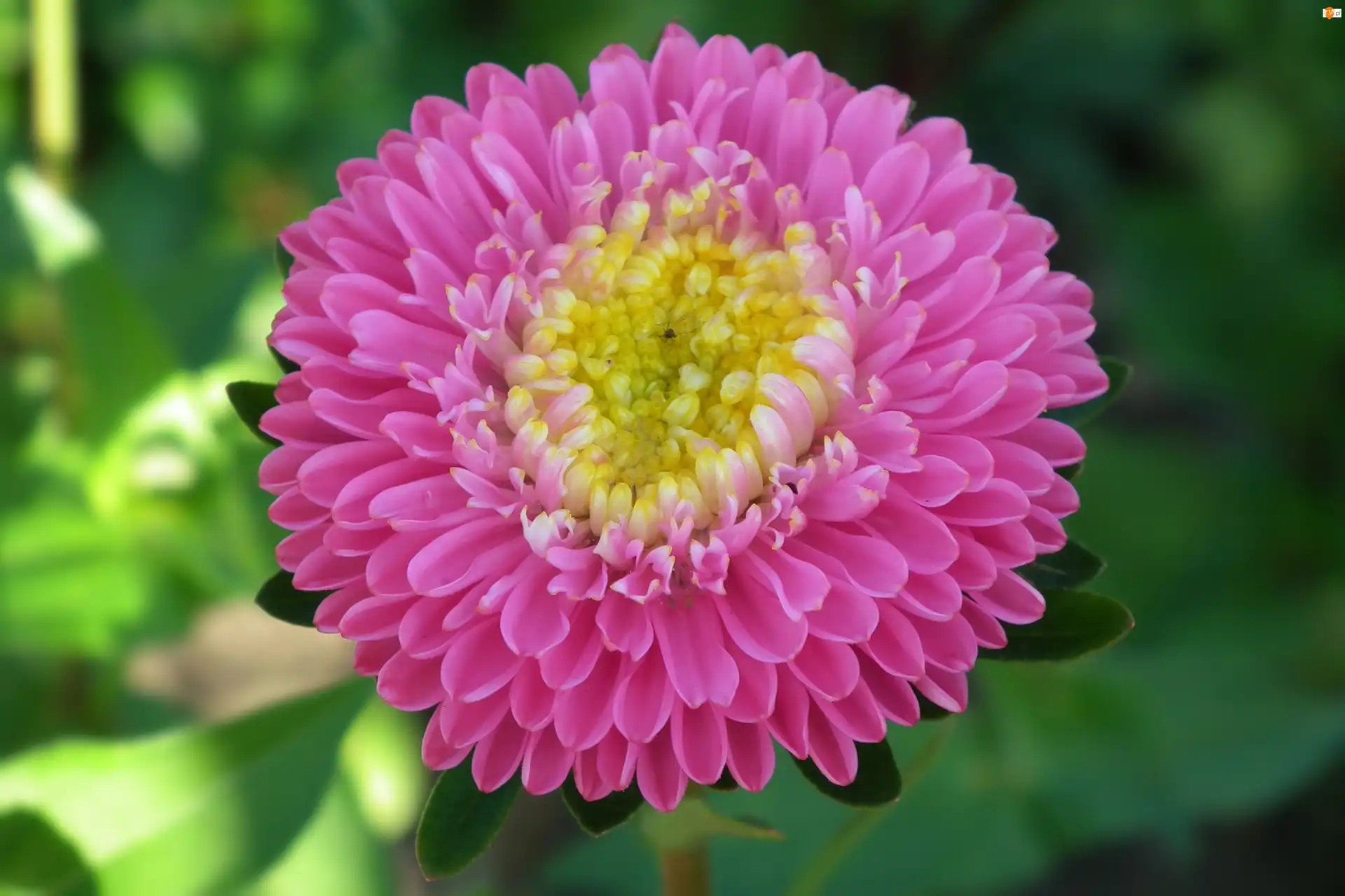 Aster, Przyroda, Kwiat