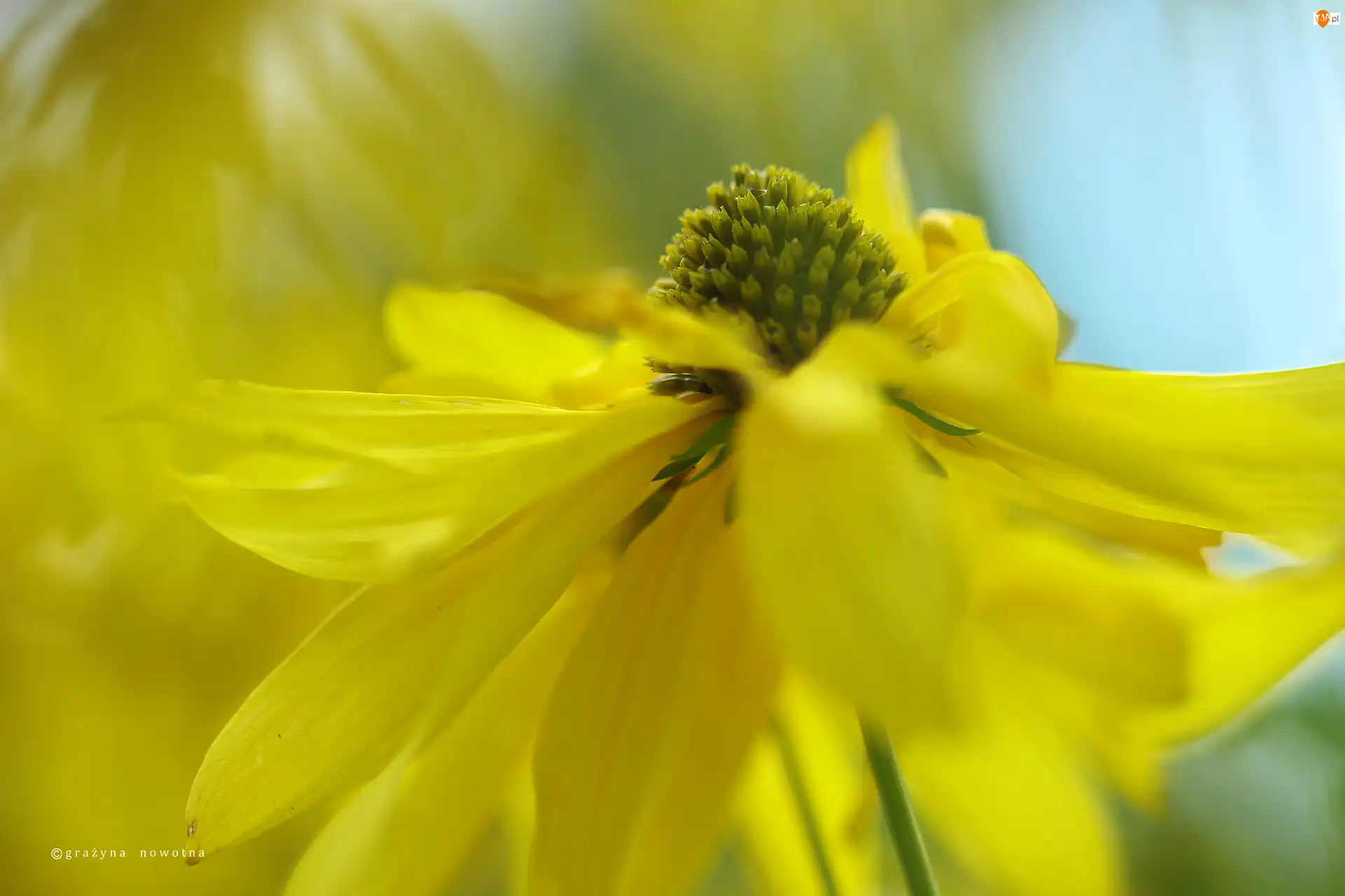 Kwiat, Rudbekia Naga, Żółty