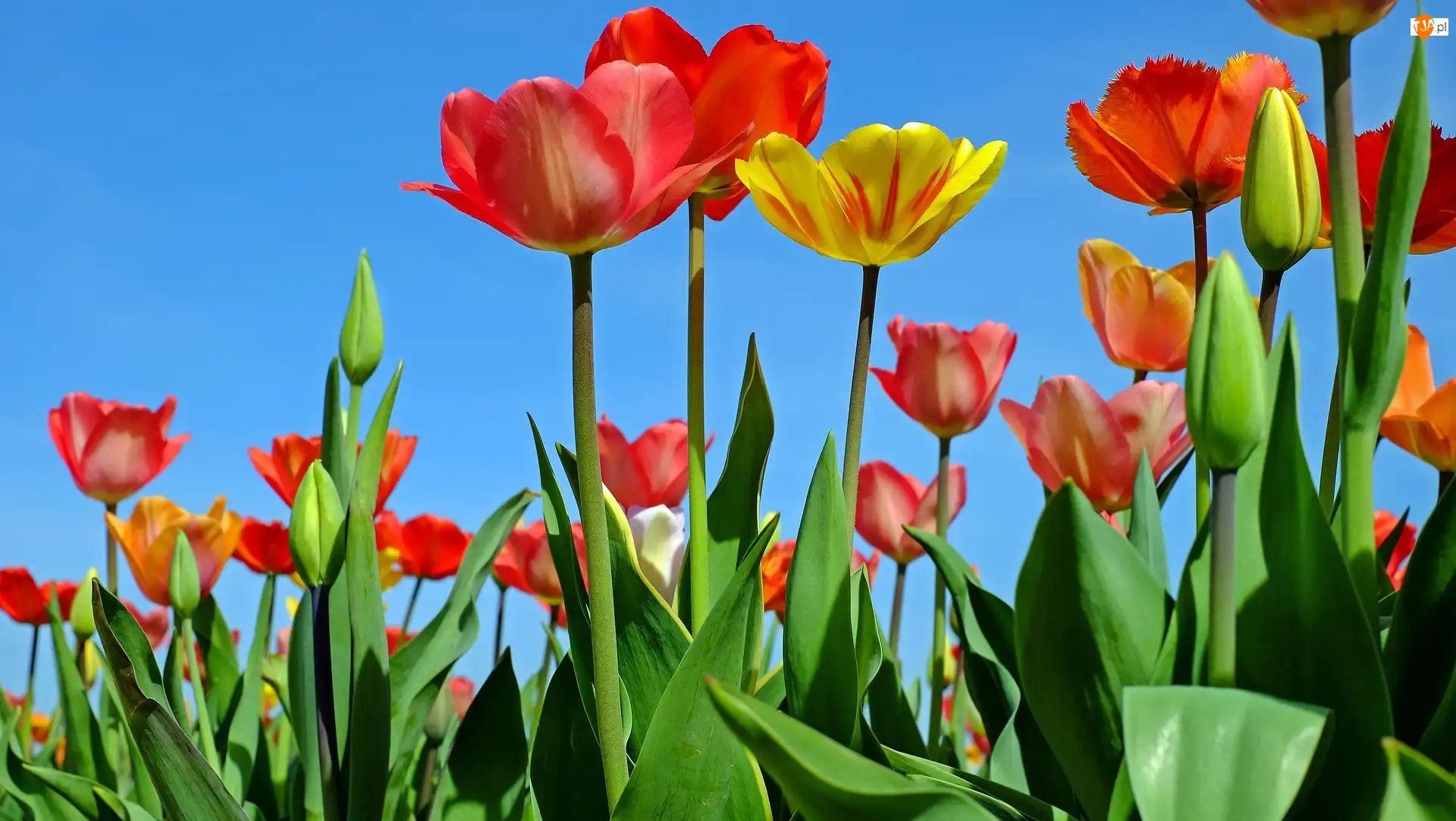 Tulipany, Czerwone, Żółty