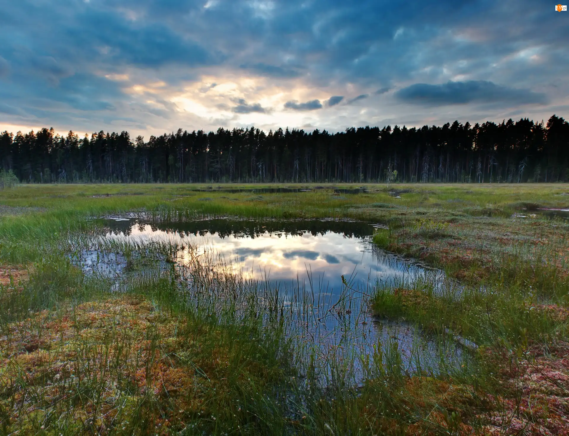 Rośliny, Bagno, Las